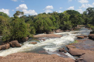 The Preto River, Rondonia, Brazil. The green plant in the rapids is a species new to science, and has not yet been described.