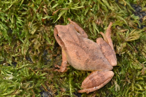 Image of Frog