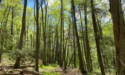 Forest Trail Hiking