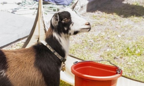 image of a goat