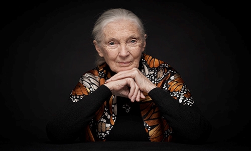 Dr. Jane Goodall_500x300 Dr. Jane Goodall
