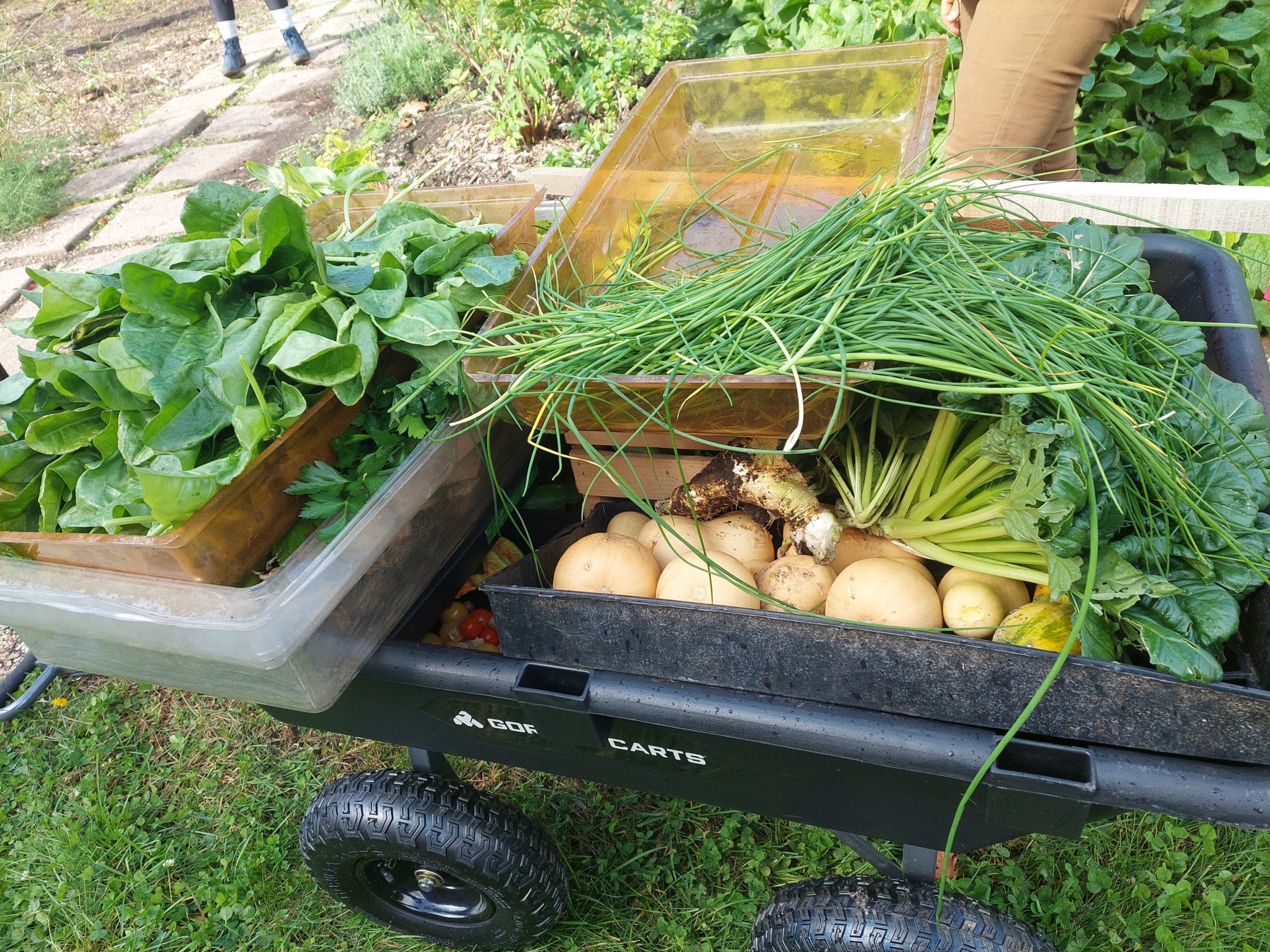 freshly harvested vegetables on a wagon