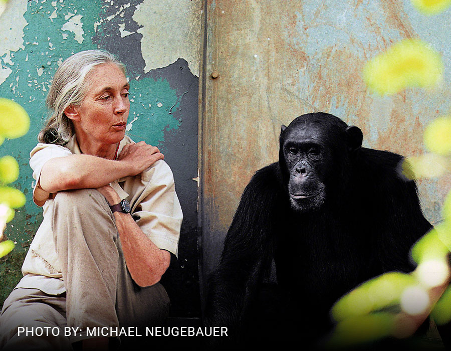 Honoring Dr. Jane Goodall: Her Vision, Her Voice, Our Future