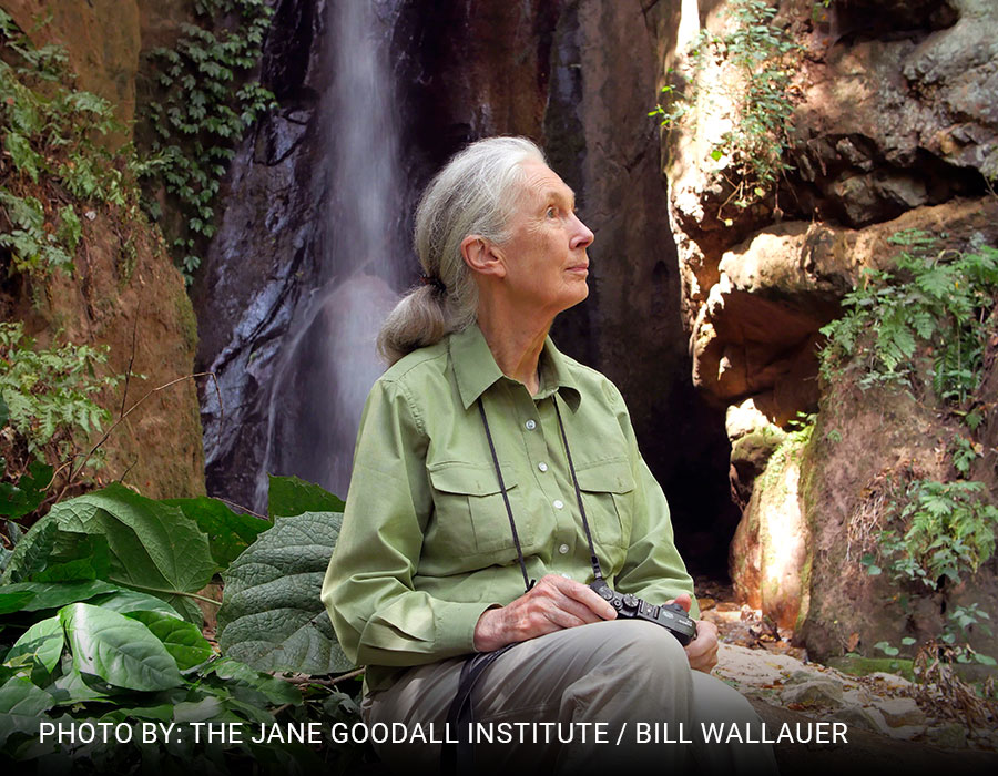 Honoring Dr. Jane Goodall: Her Vision, Her Voice, Our Future