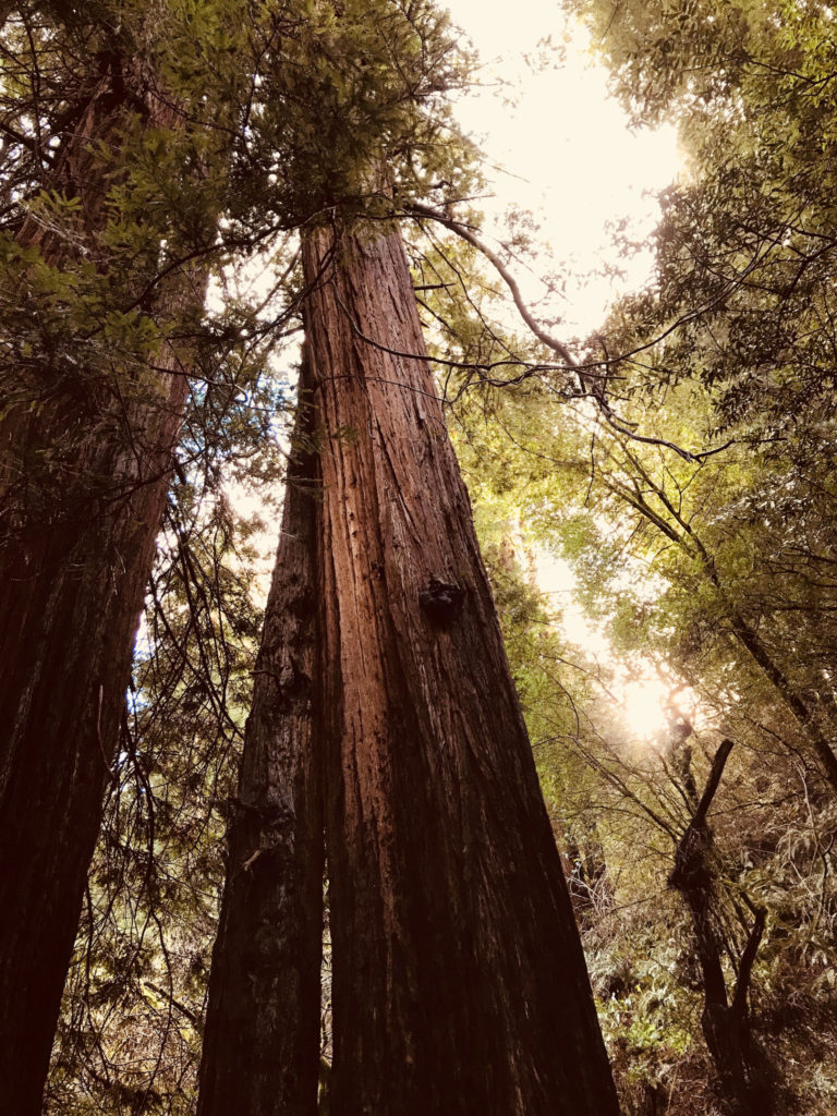 A photo from the base of the red wood trees. They are indeed very tall and have a few green leaves on the branches.