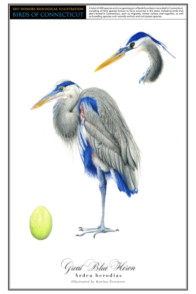 The great blue heron has a blue stripe on its white head, and its body is mostly gray and somewhat blue. A drawing of it standing on one leg is in the center of the page. A close up drawing of its head is in the top right corner, and a drawing of its light green egg is in the bottom left.