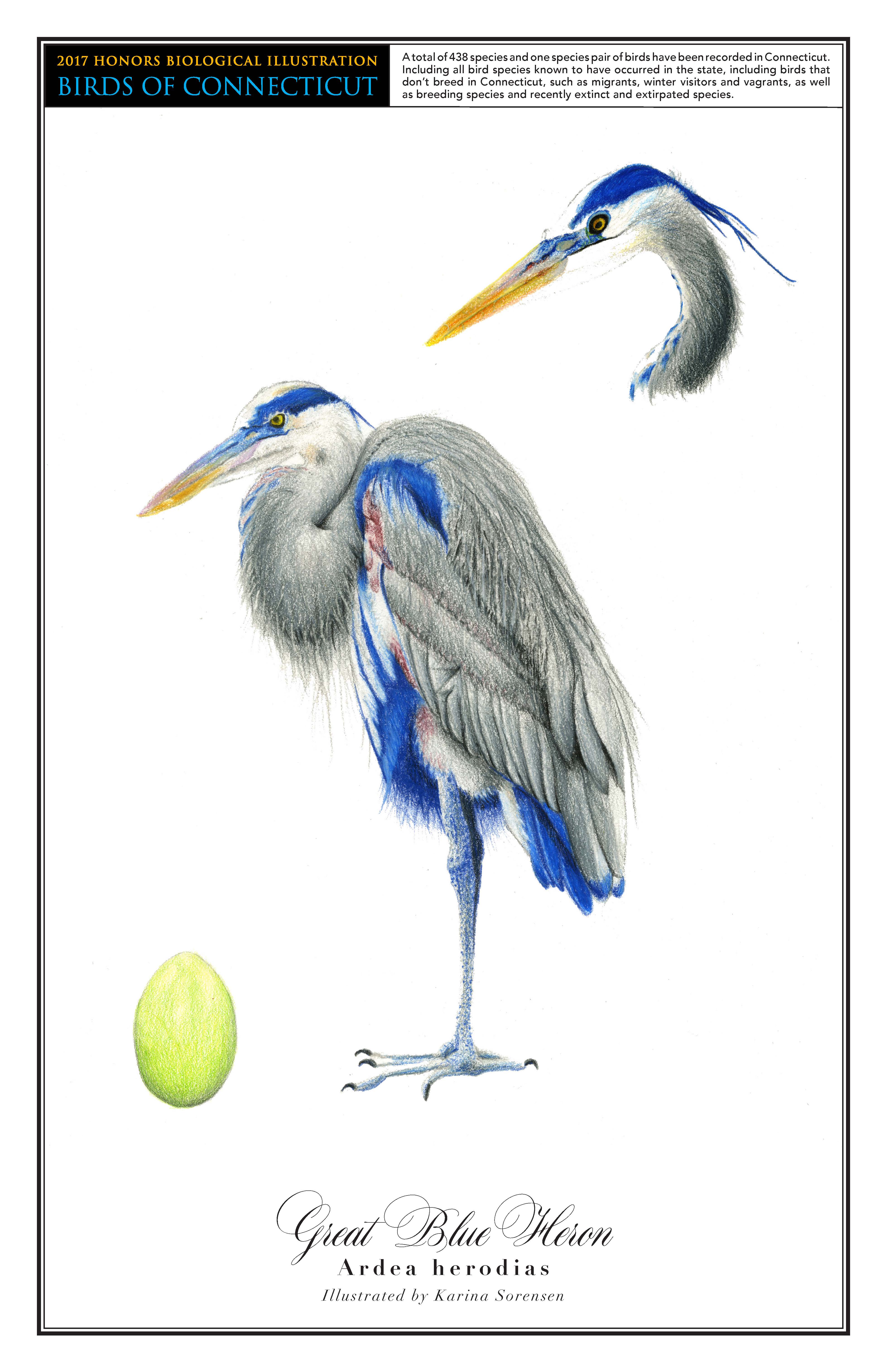 The great blue heron has a blue stripe on its white head, and its body is mostly gray and somewhat blue. A drawing of it standing on one leg is in the center of the page. A close up drawing of its head is in the top right corner, and a drawing of its light green egg is in the bottom left.