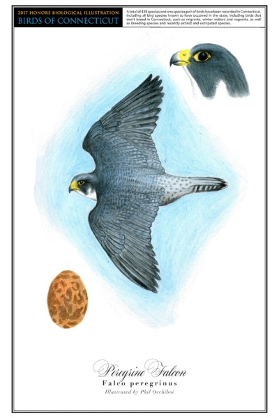 The peregrine falcon has a dark grey body that gets lighter towards its tail feathers. In the center of the page is a drawing of the bird flying with its wings outstretched. A close up drawing of the bird's head is in the top right corner. Its egg, which is a light orange with brown spots, is in the bottom left corner.