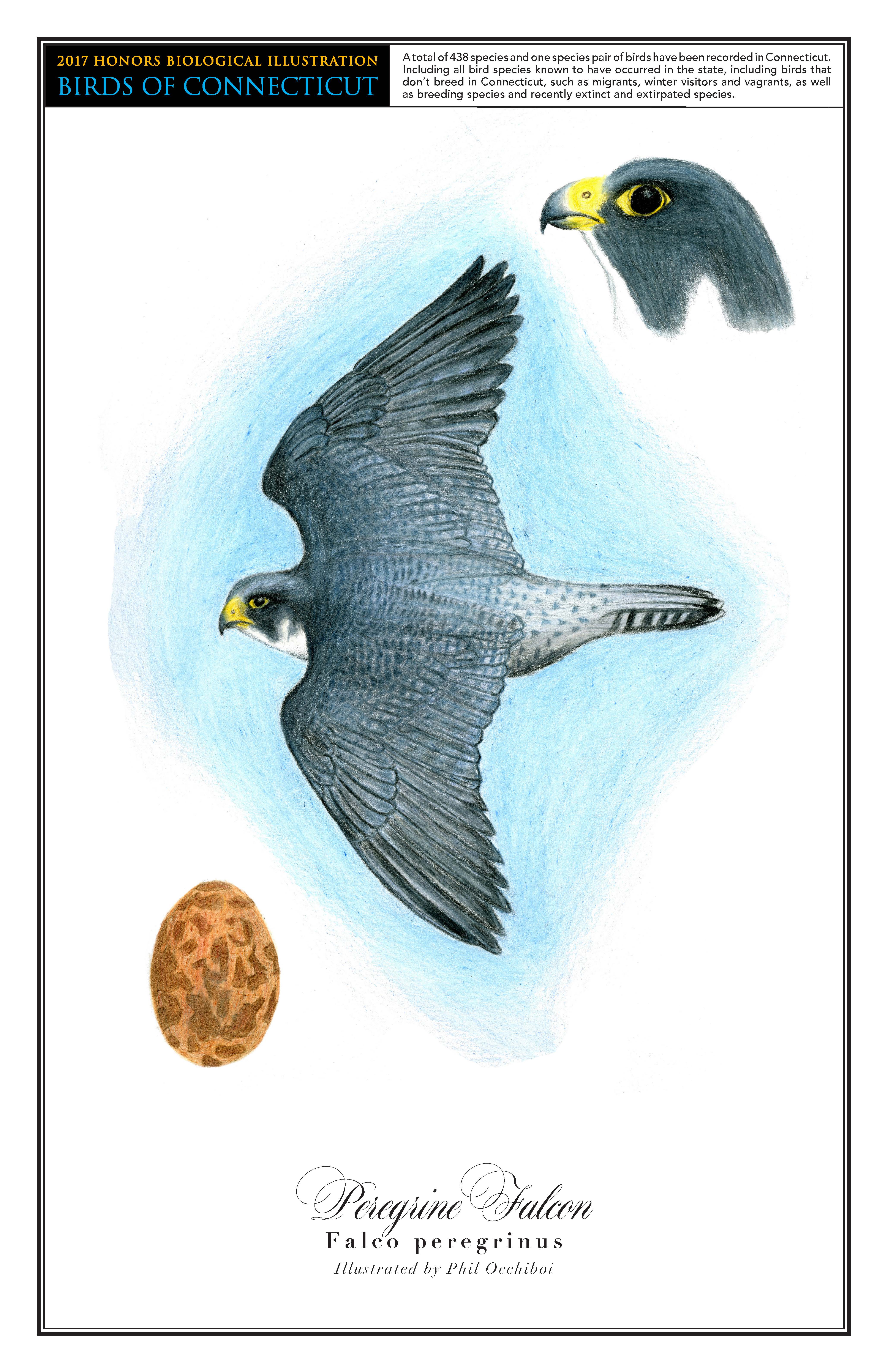 The peregrine falcon has a dark grey body that gets lighter towards its tail feathers. In the center of the page is a drawing of the bird flying with its wings outstretched. A close up drawing of the bird's head is in the top right corner. Its egg, which is a light orange with brown spots, is in the bottom left corner.