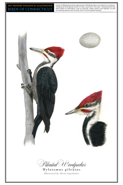 The pileated woodpecker has a red crested head and a black and white body. On the left is a drawing of it perched on a vertical branch. A close up drawing of its head is in the bottom right corner, and a drawing of its light gray egg is in the top right.