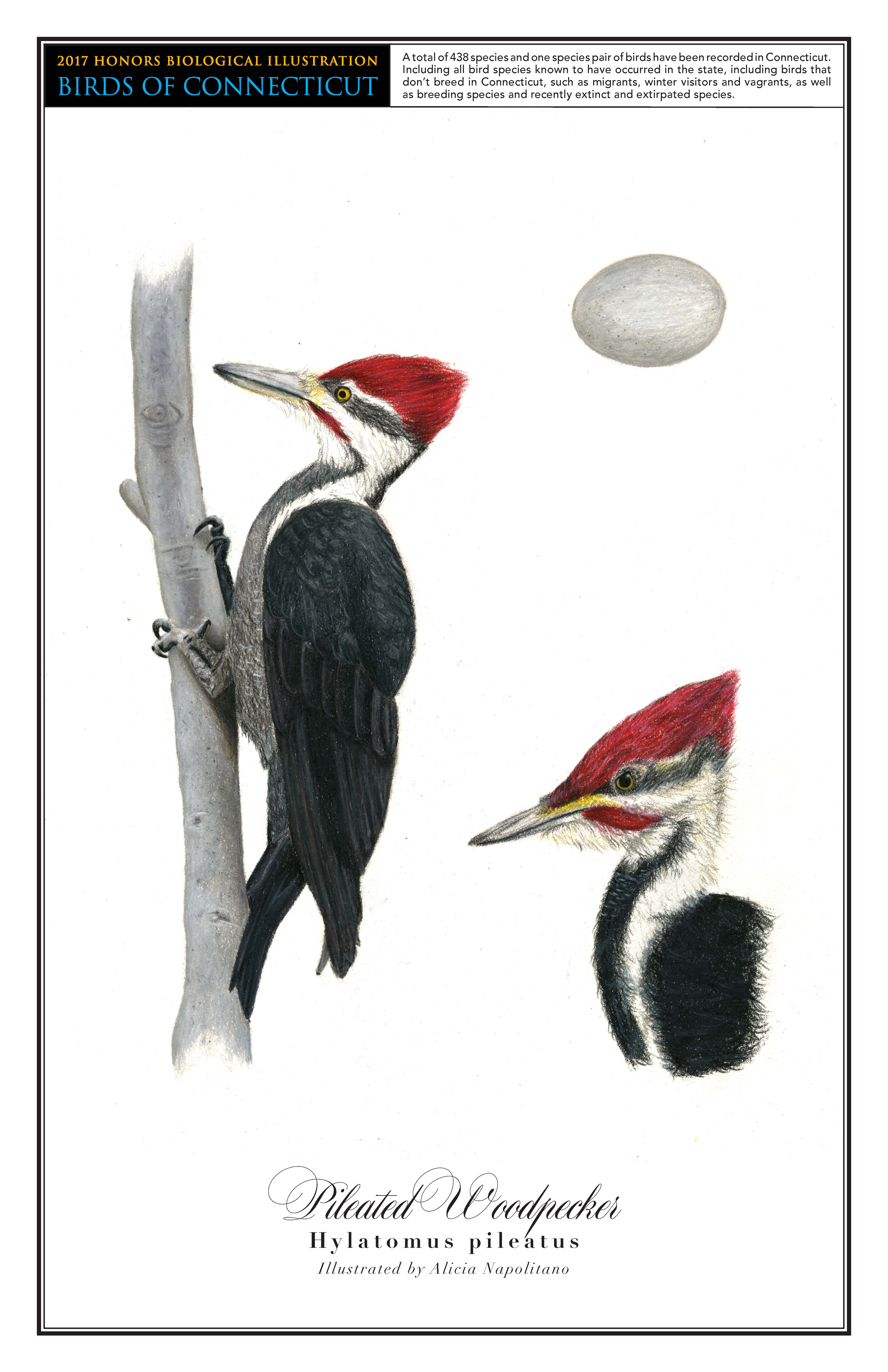 The pileated woodpecker has a red crested head and a black and white body. On the left is a drawing of it perched on a vertical branch. A close up drawing of its head is in the bottom right corner, and a drawing of its light gray egg is in the top right.