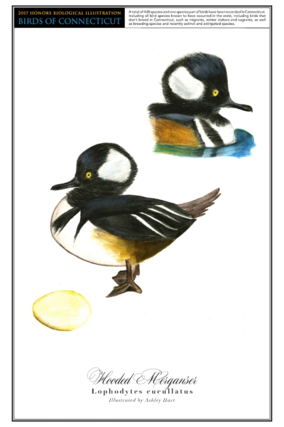 A drawing of the Hooded Merganser is in the center of the page. The bird has a black head with a large white spot on the side and a black and white body. A drawing of the bird sitting in water is in the top right corner. A drawing of its cream-colored egg is in the bottom left.