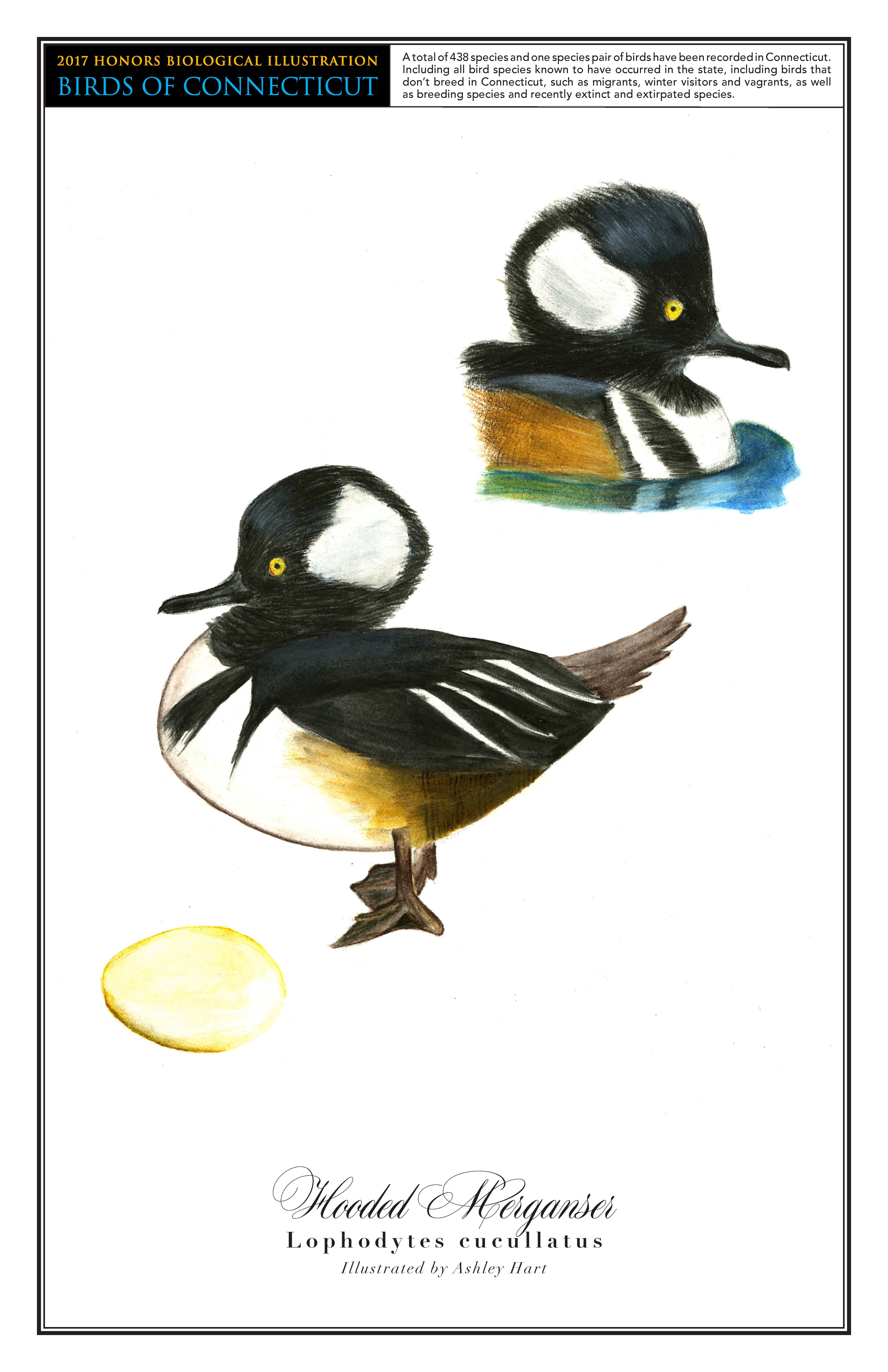 A drawing of the Hooded Merganser is in the center of the page. The bird has a black head with a large white spot on the side and a black and white body. A drawing of the bird sitting in water is in the top right corner. A drawing of its cream-colored egg is in the bottom left.