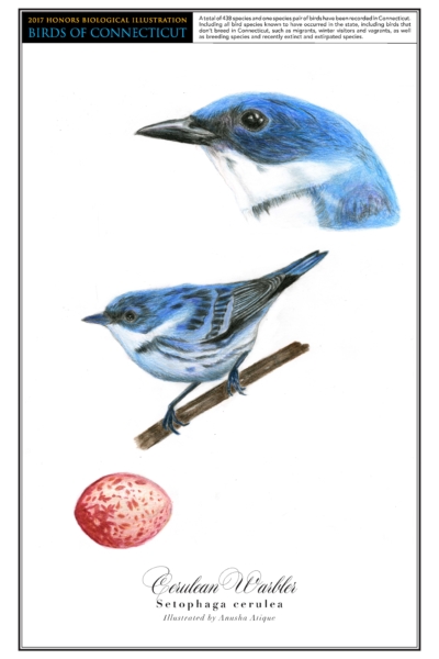 The cerulean warbler is a vibrantly blue bird with a white underbelly and black stripes on its wings. A drawing of it perched on a branch is in the center of the page. In the top right corner is a close up drawing of its head, and a drawing of its red-speckled egg is in the bottom left.