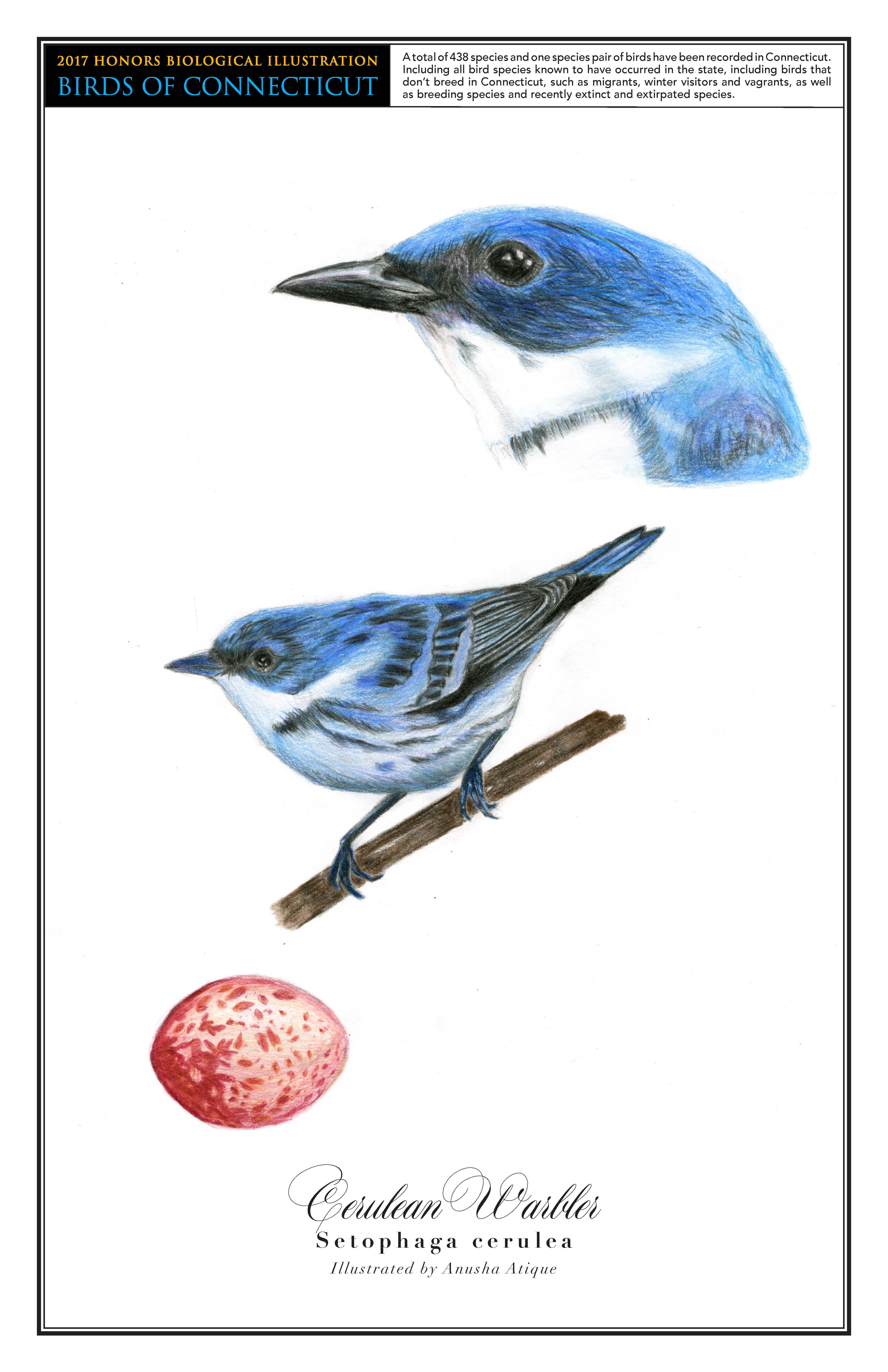 The cerulean warbler is a vibrantly blue bird with a white underbelly and black stripes on its wings. A drawing of it perched on a branch is in the center of the page. In the top right corner is a close up drawing of its head, and a drawing of its red-speckled egg is in the bottom left.