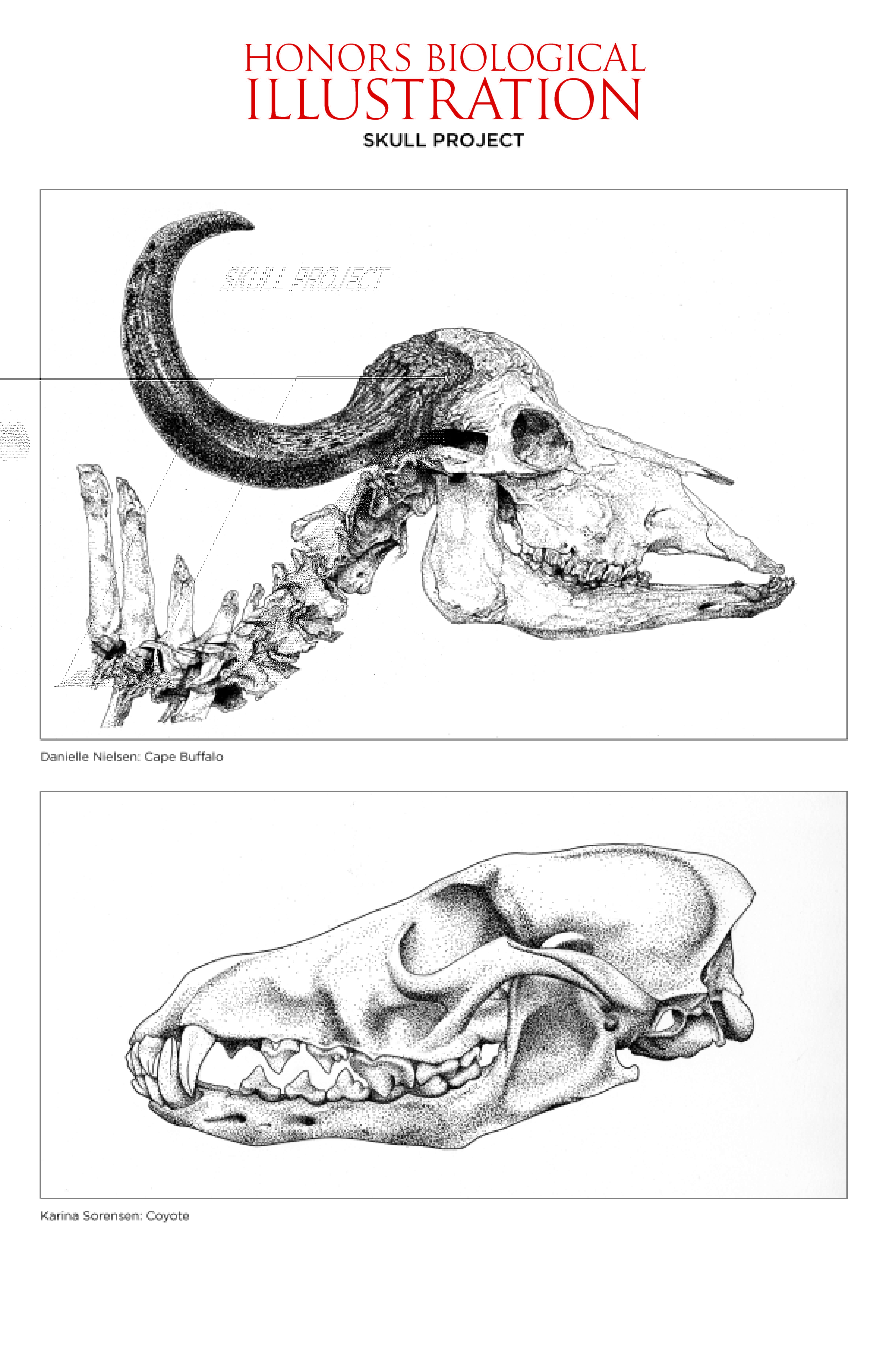 Drawings for Biological Illustration class. At the top is a cape buffalo's head and neck, complete with the right horn. The bottom drawing is of a coyote skull, which is facing the left.