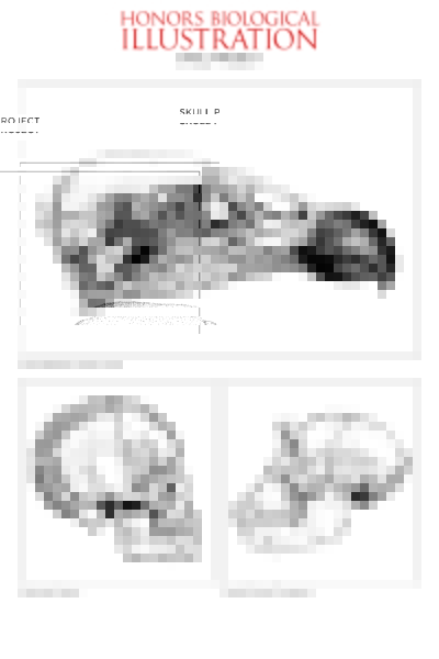 Drawings for Biological Illustration honors course. An Andean condor is on the top, its beak facing the right. The human and chimpanzee skulls, on the bottom left and right respectively, face each other.