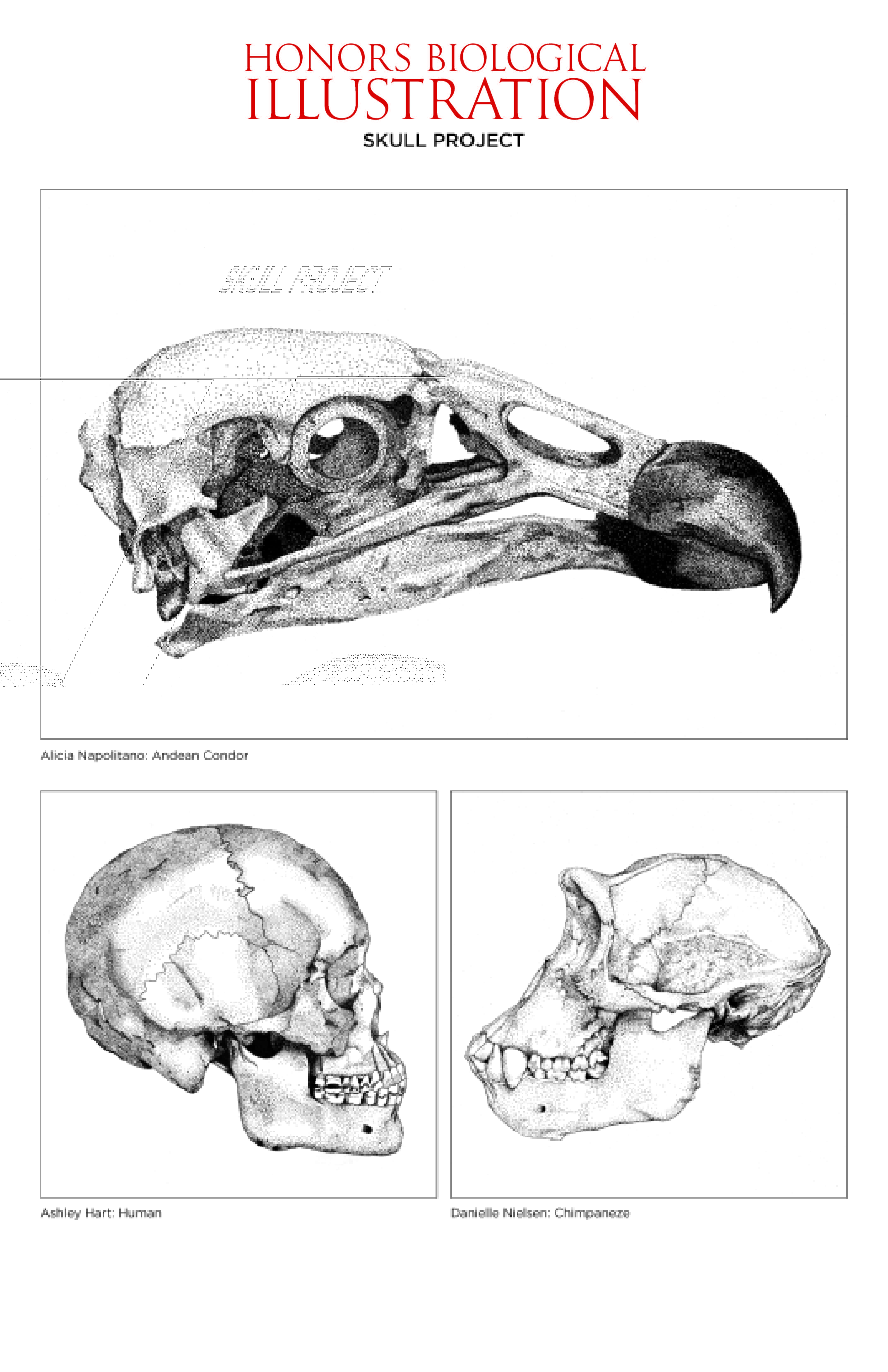 Drawings for Biological Illustration honors course. An Andean condor is on the top, its beak facing the right. The human and chimpanzee skulls, on the bottom left and right respectively, face each other.