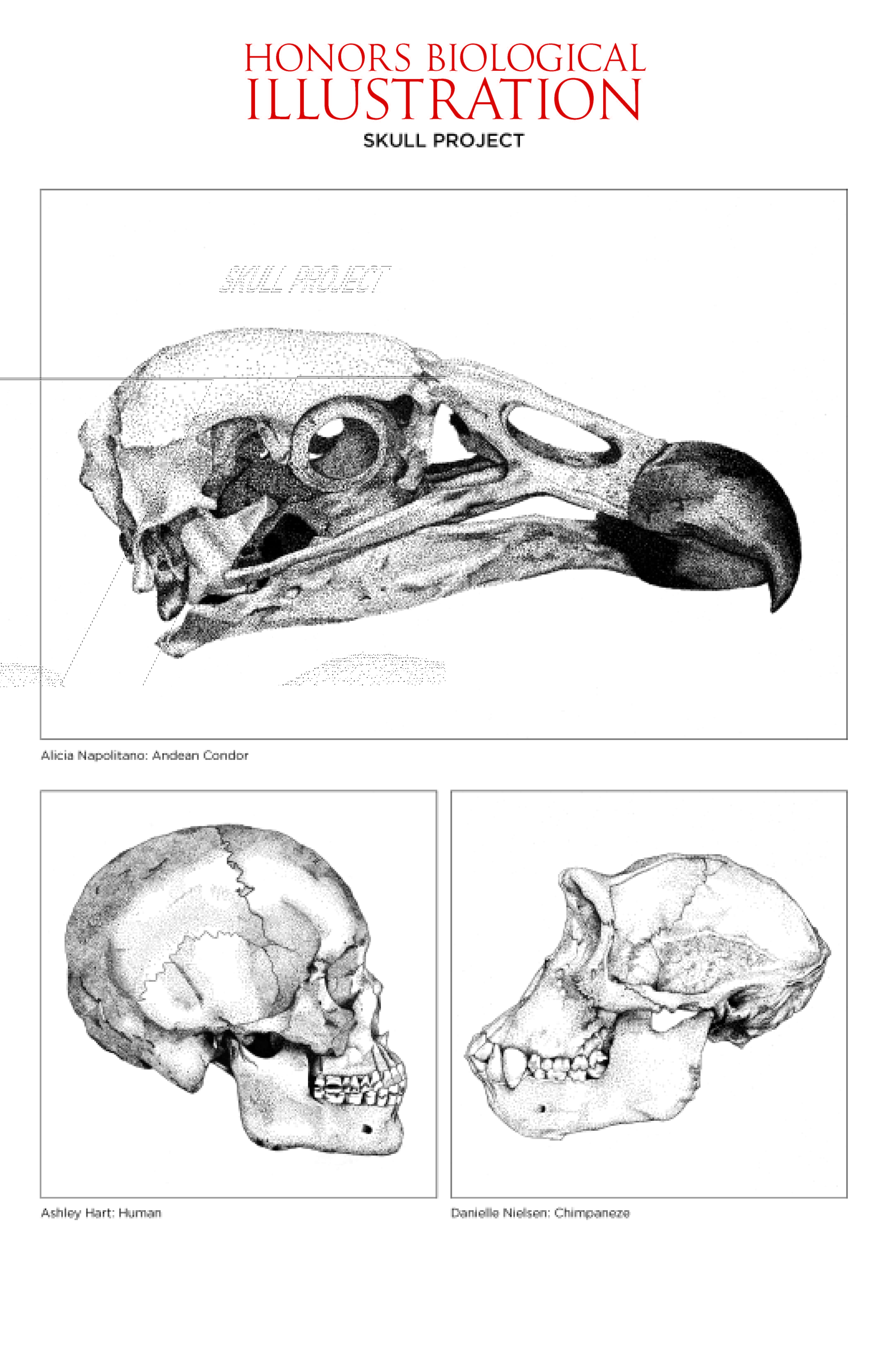 Drawings for Biological Illustration honors course. An Andean condor is on the top, its beak facing the right. The human and chimpanzee skulls, on the bottom left and right respectively, face each other.