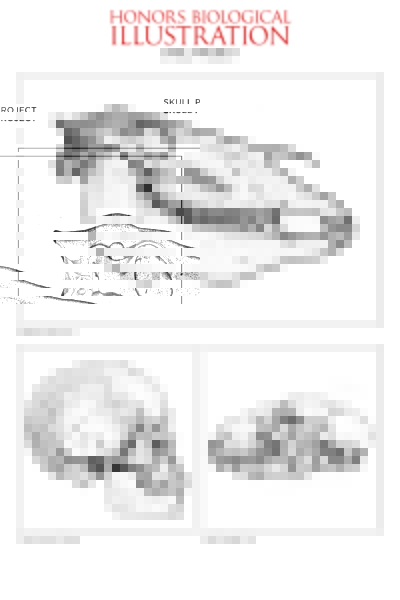 Drawings for Biological Illustration honors course. The top drawing is of a horse skull, which faces the right. A human skull is on the bottom left, facing right. A cat skull is on the bottom right, facing left.