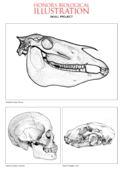 Drawings for Biological Illustration honors course. The top drawing is of a horse skull, which faces the right. A human skull is on the bottom left, facing right. A cat skull is on the bottom right, facing left.