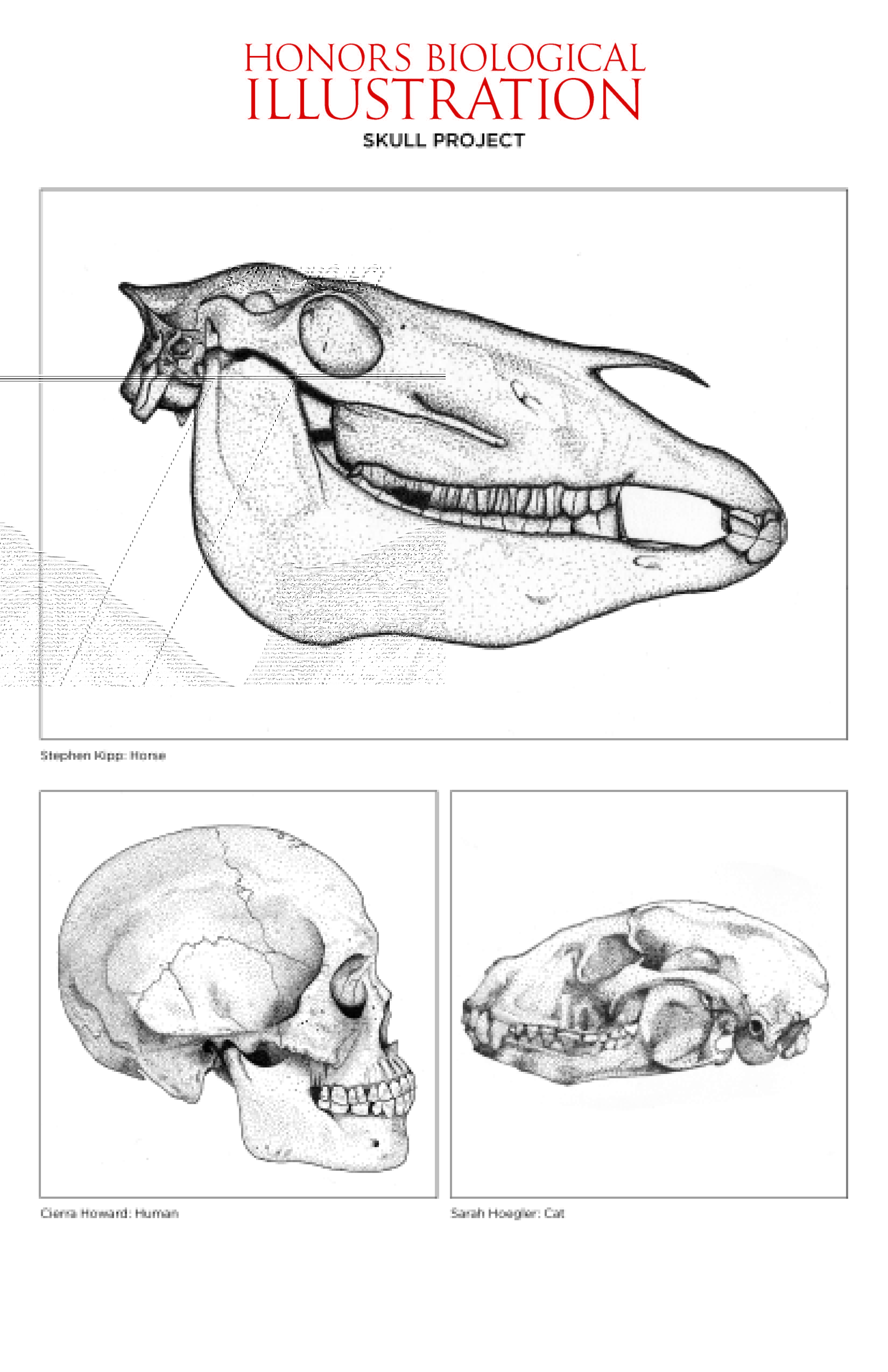 Drawings for Biological Illustration honors course. The top drawing is of a horse skull, which faces the right. A human skull is on the bottom left, facing right. A cat skull is on the bottom right, facing left.