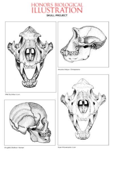 Drawings for Biological Illustration class. There's a lion skull in the top left and bottom right, both facing forward. A chimpanzee skull is in the top right, facing left, and a human skull is in the bottom left, facing right.