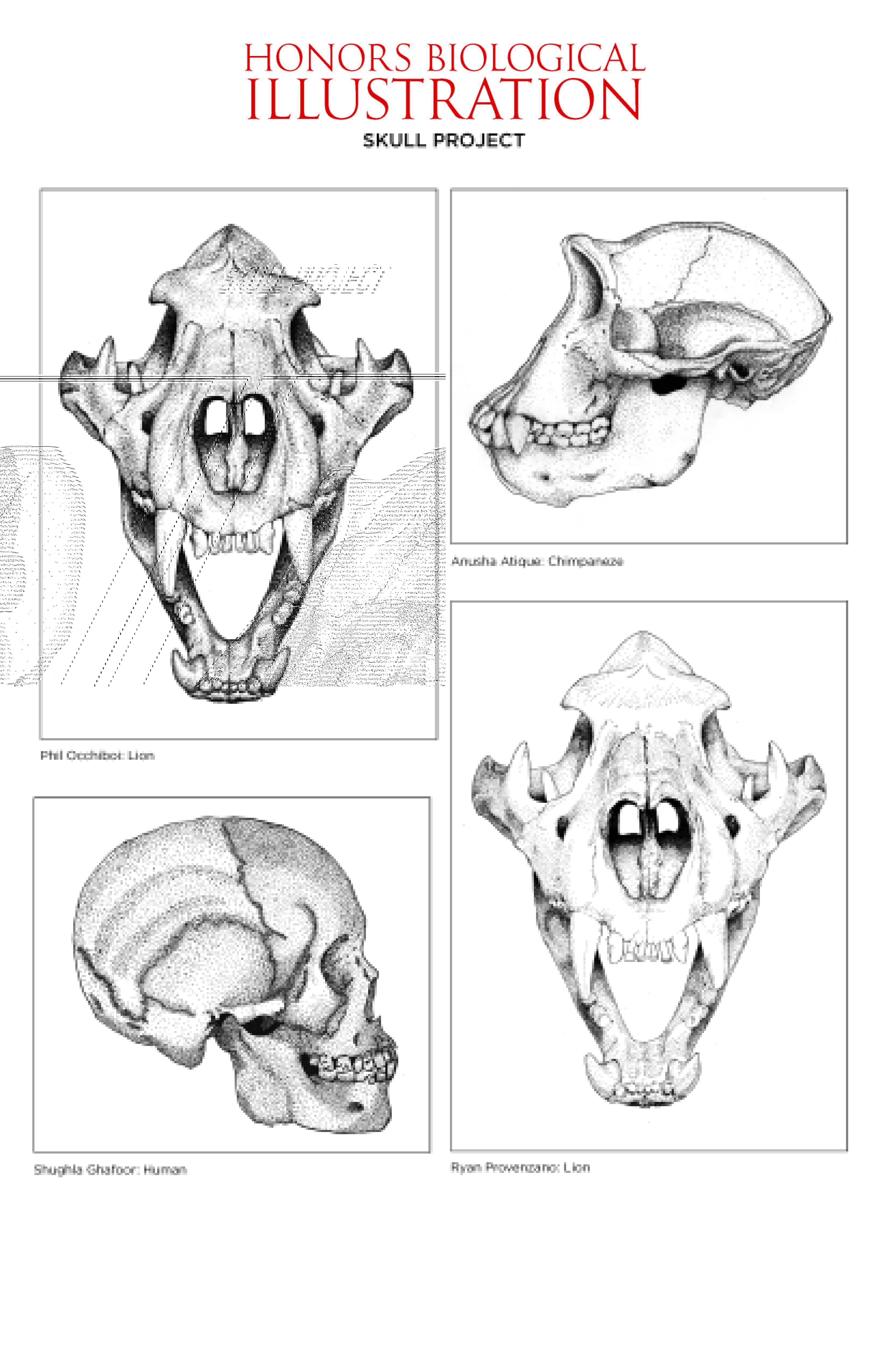 Drawings for Biological Illustration class. There's a lion skull in the top left and bottom right, both facing forward. A chimpanzee skull is in the top right, facing left, and a human skull is in the bottom left, facing right.