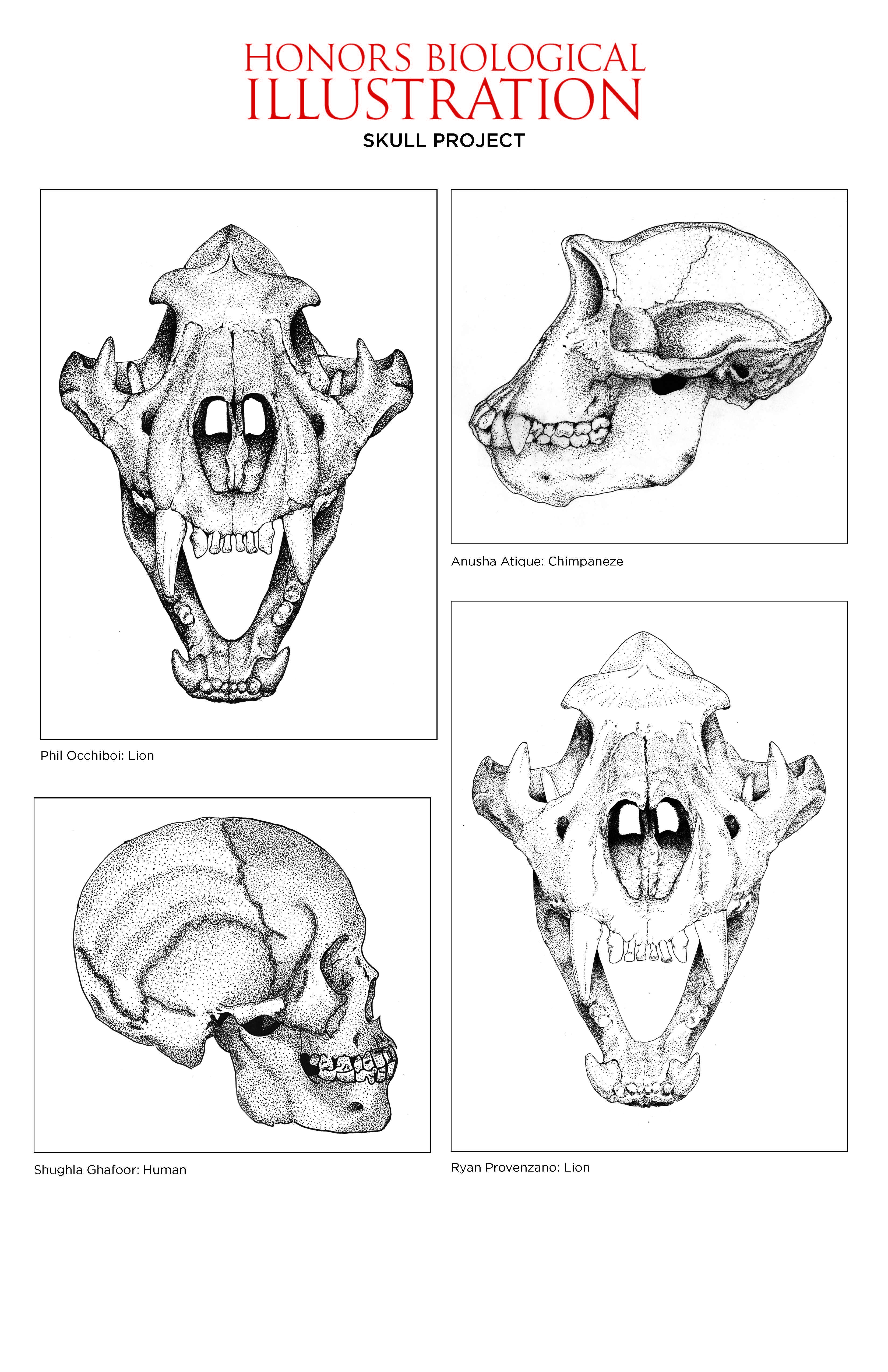 Drawings for Biological Illustration class. There's a lion skull in the top left and bottom right, both facing forward. A chimpanzee skull is in the top right, facing left, and a human skull is in the bottom left, facing right.