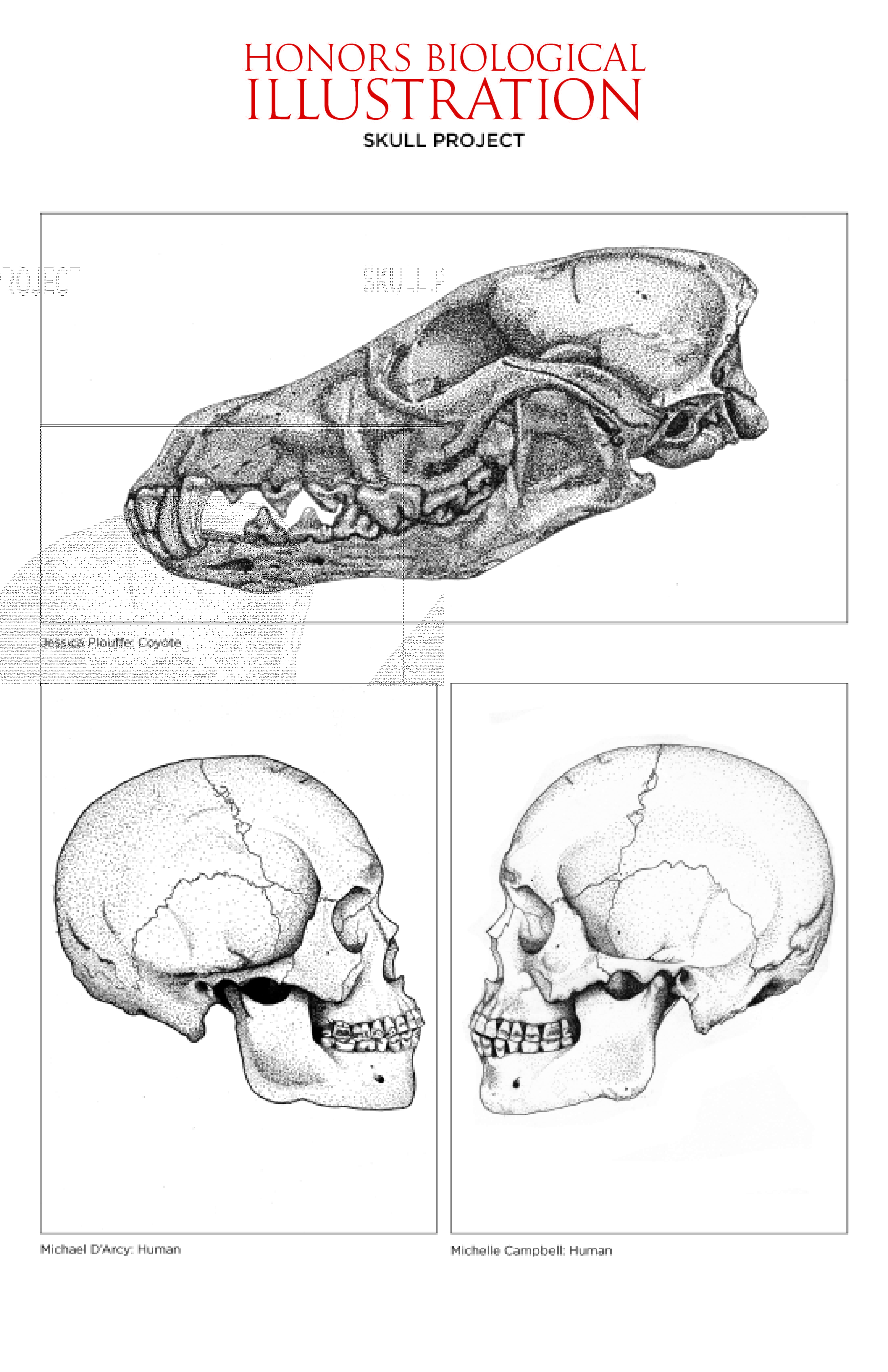 Drawings for Biological Illustration honors class. A coyote skull is on the top, facing left. Two human skulls, on the bottom left and right, face each other.