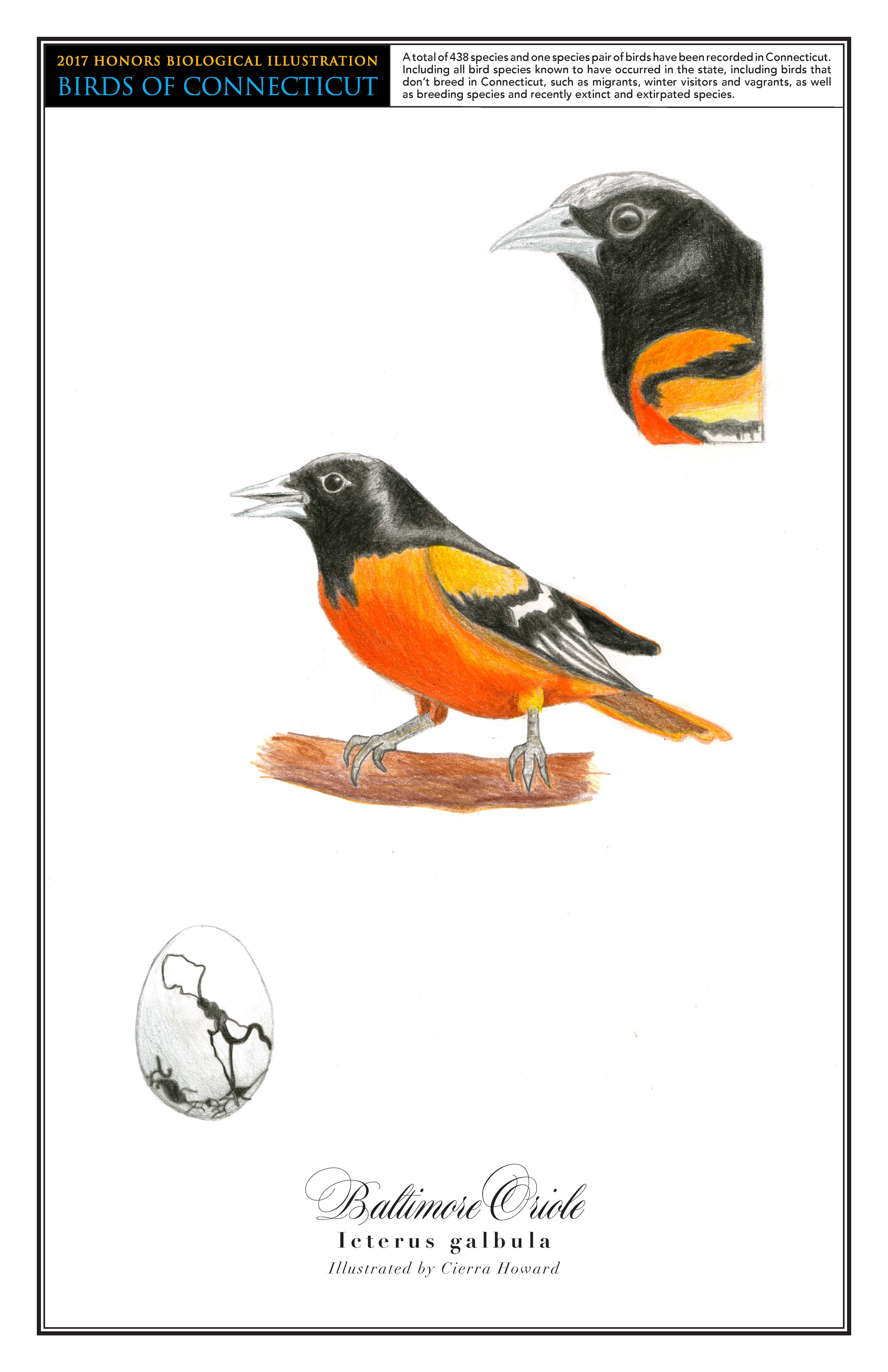 A drawing of a Baltimore Oriole, which has a black head and mostly yellow body. A drawing of the oriole perched on a branch is in the center. A close up drawing of the bird's head and upper body is in the top right. On the bottom left is a drawing of the egg, which is mostly white with a few black squiggly lines.