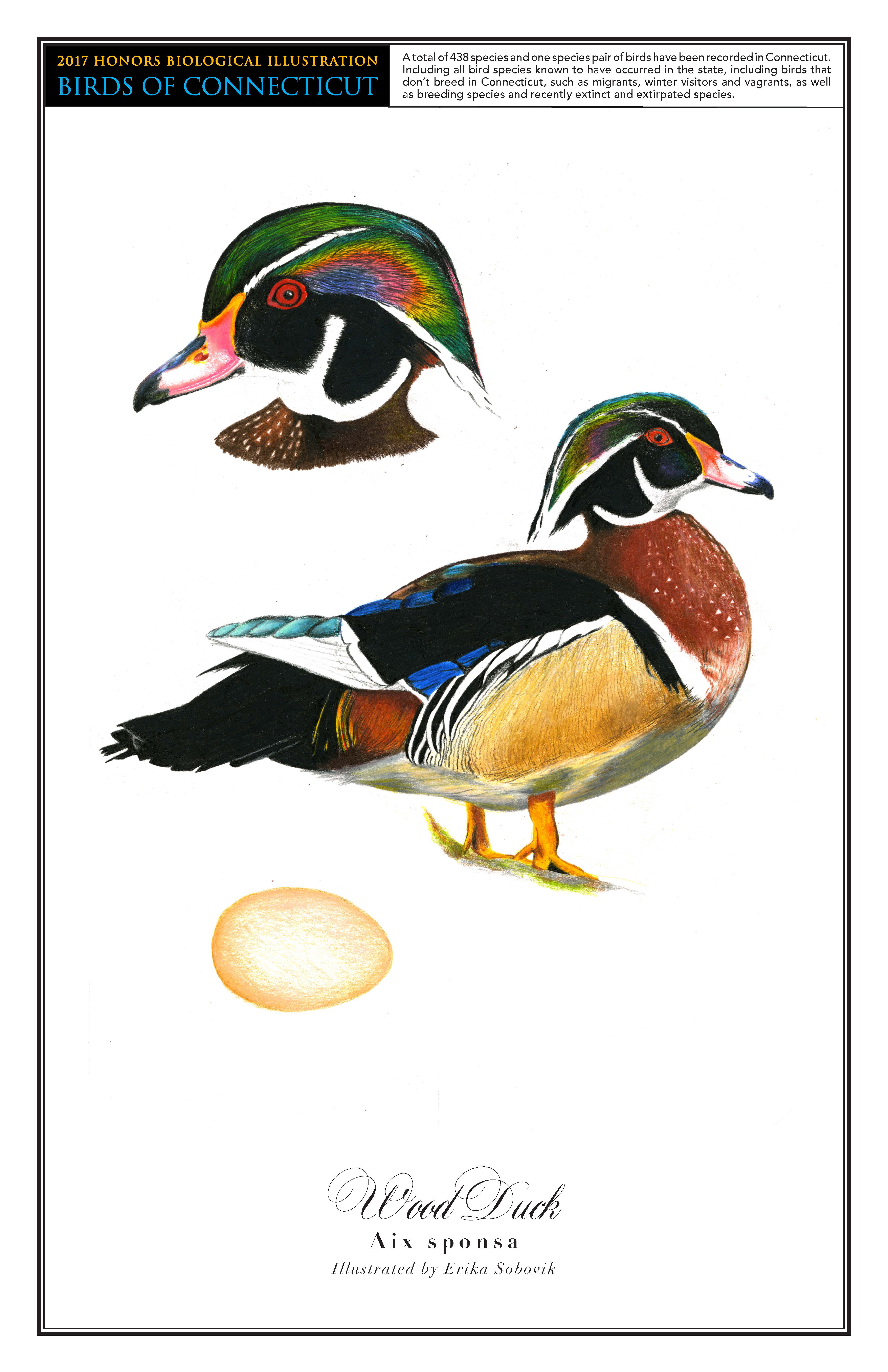 The wood duck has a black and green head, brown chest, and tan stomach. Its feathers are mostly black and a little white, green, and blue. A drawing of it standing is in the middle of the page. A close up drawing of its head is in the top left corner, and a drawing of its yellowish egg is on the bottom left.