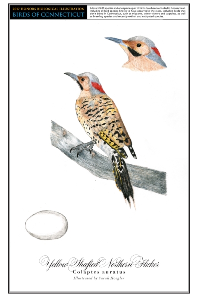 The yellow shafted northern flicker has a gray and red head. Its body is yellow with black spots. There is a drawing of it perched on a branch in the center of the page. In the top right corner is a close up drawing of its head. A drawing of its white egg is in the bottom left.