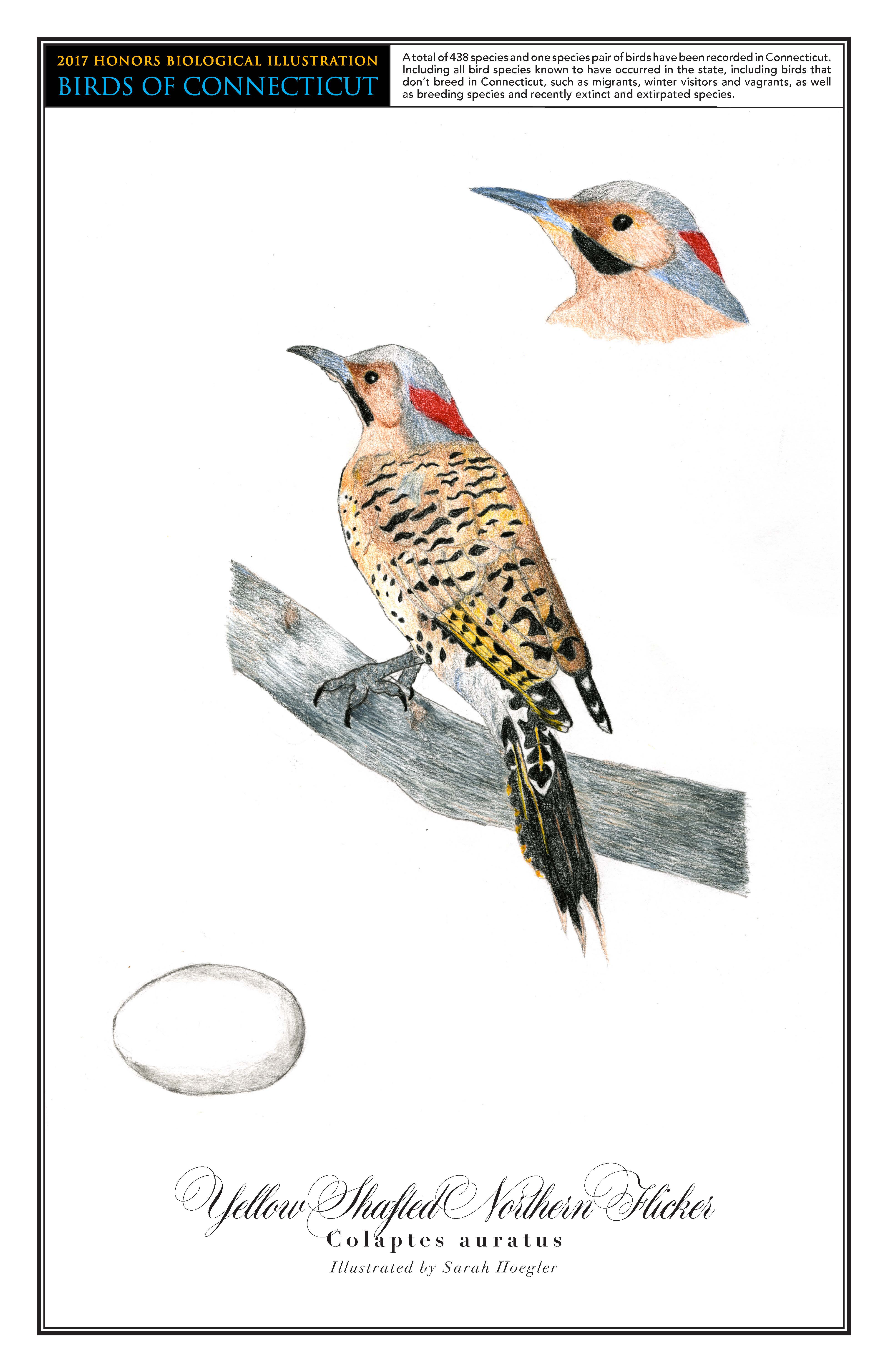 The yellow shafted northern flicker has a gray and red head. Its body is yellow with black spots. There is a drawing of it perched on a branch in the center of the page. In the top right corner is a close up drawing of its head. A drawing of its white egg is in the bottom left.