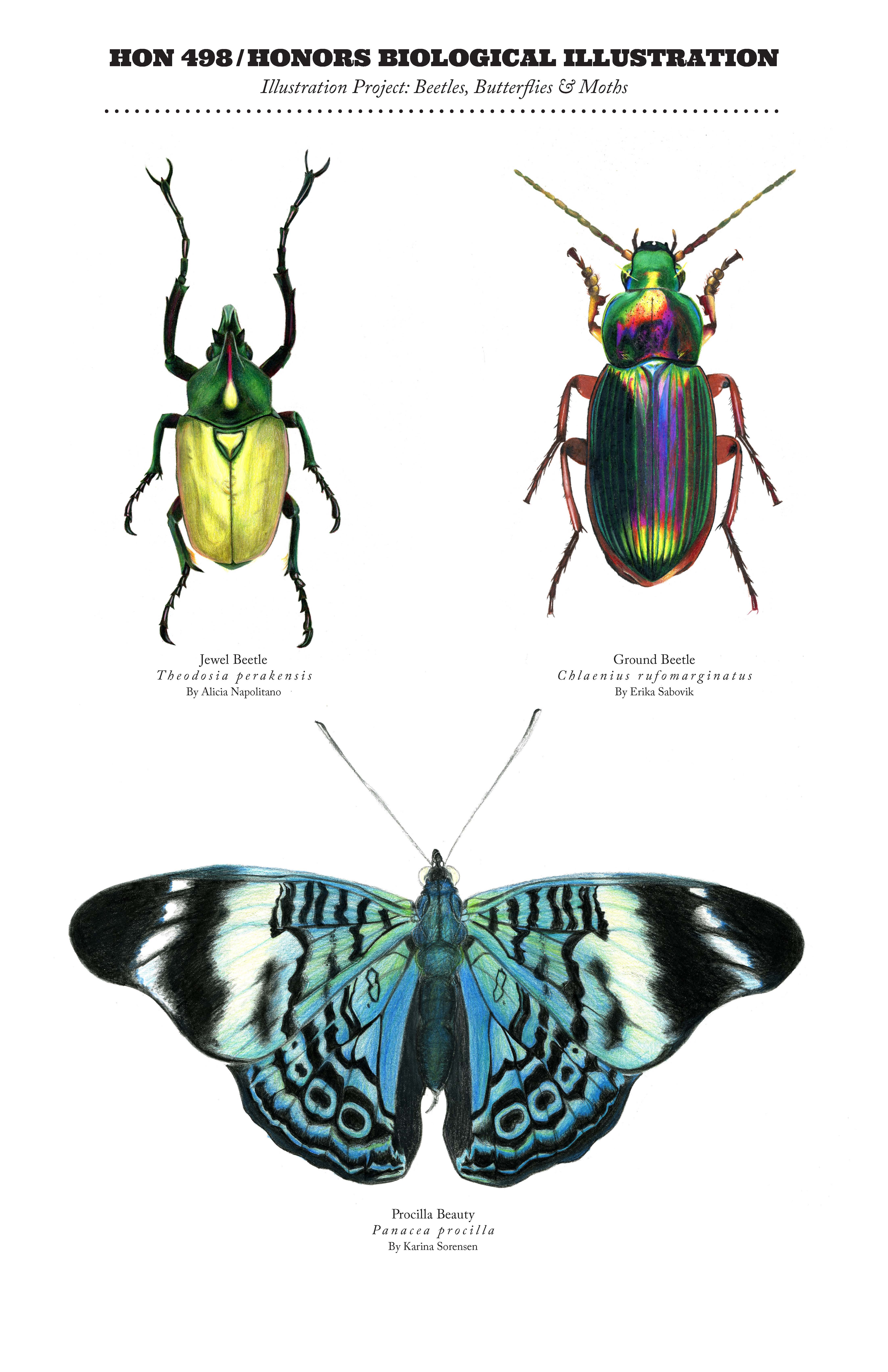 Drawings for Biological Illustration course. On the top left is a green and yellow beetle, and there is a rainbow-colored beetle on the top right. There is a black and blue butterfly on the bottom.