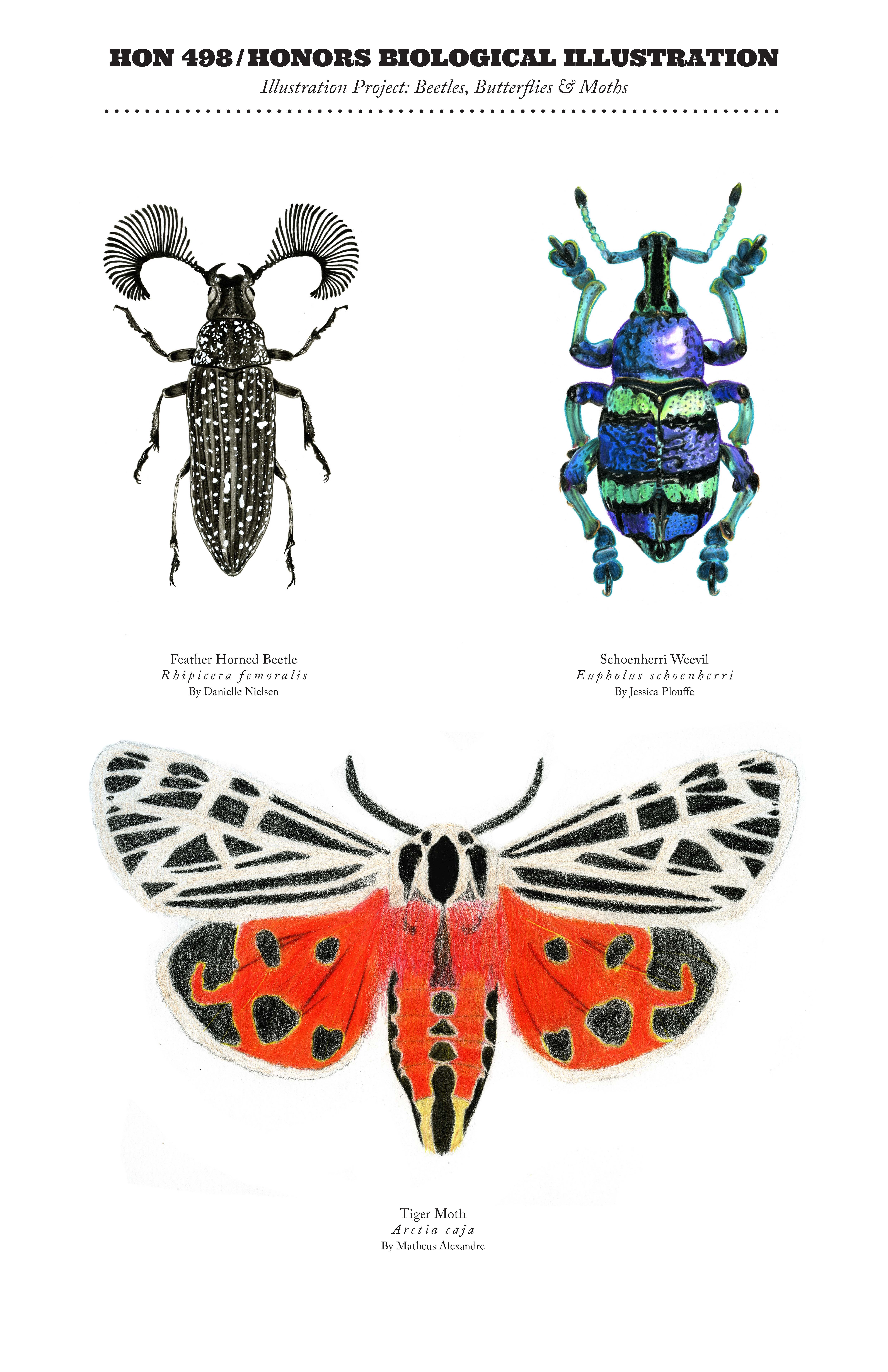 Drawings for Biological Illustration course. A black beetle with eyelash-like antennae is in the top left. On the top right is a blue beetle with green stripes. On the bottom is a moth that is white on top and red on the bottom.