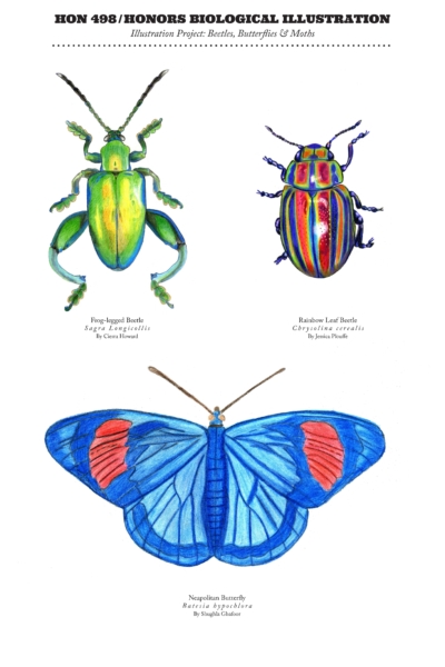 Drawings for Biological Illustration course. There is a green beetle on the top left. A beetle with vertical stripes of various colors is in the top right. On the bottom is a blue butterfly with a patch of orange on either outer wing.