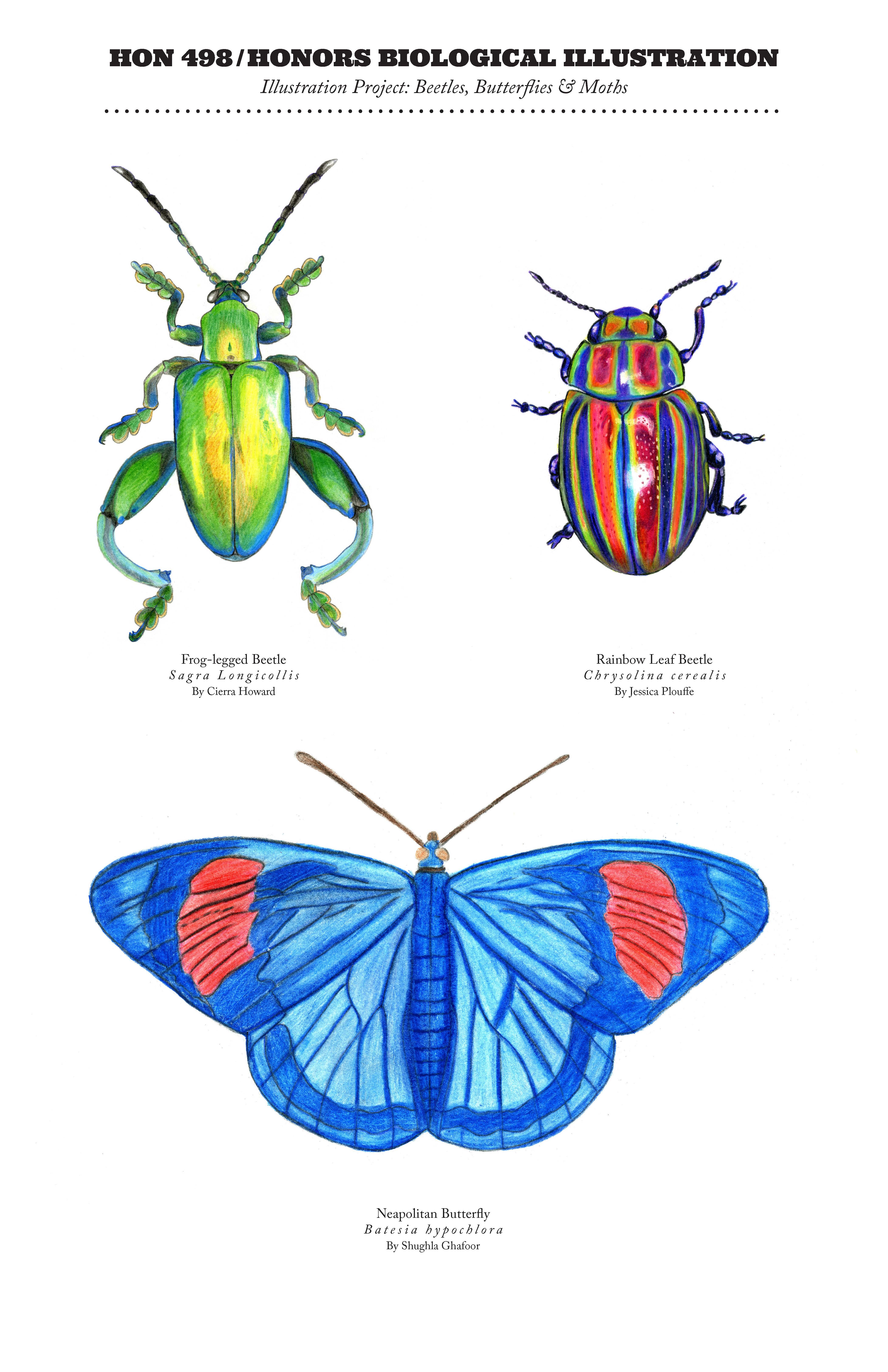 Drawings for Biological Illustration course. There is a green beetle on the top left. A beetle with vertical stripes of various colors is in the top right. On the bottom is a blue butterfly with a patch of orange on either outer wing.