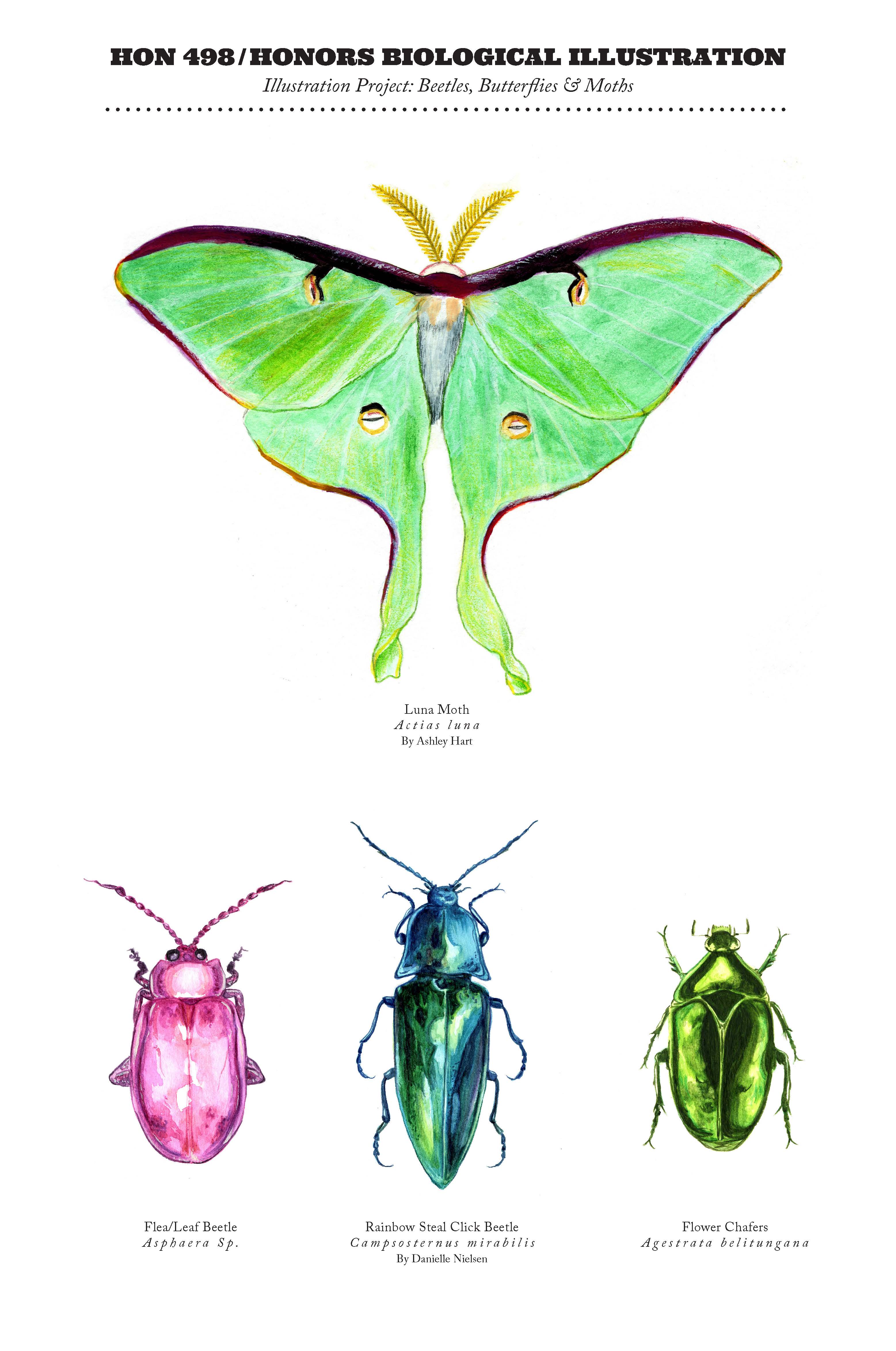 Drawings for Biological Illustration course. A green luna moth is at the top. On the bottom left is a pink beetle. A blue and green beetle is in the middle on the bottom, and there is a black and green beetle on the right.