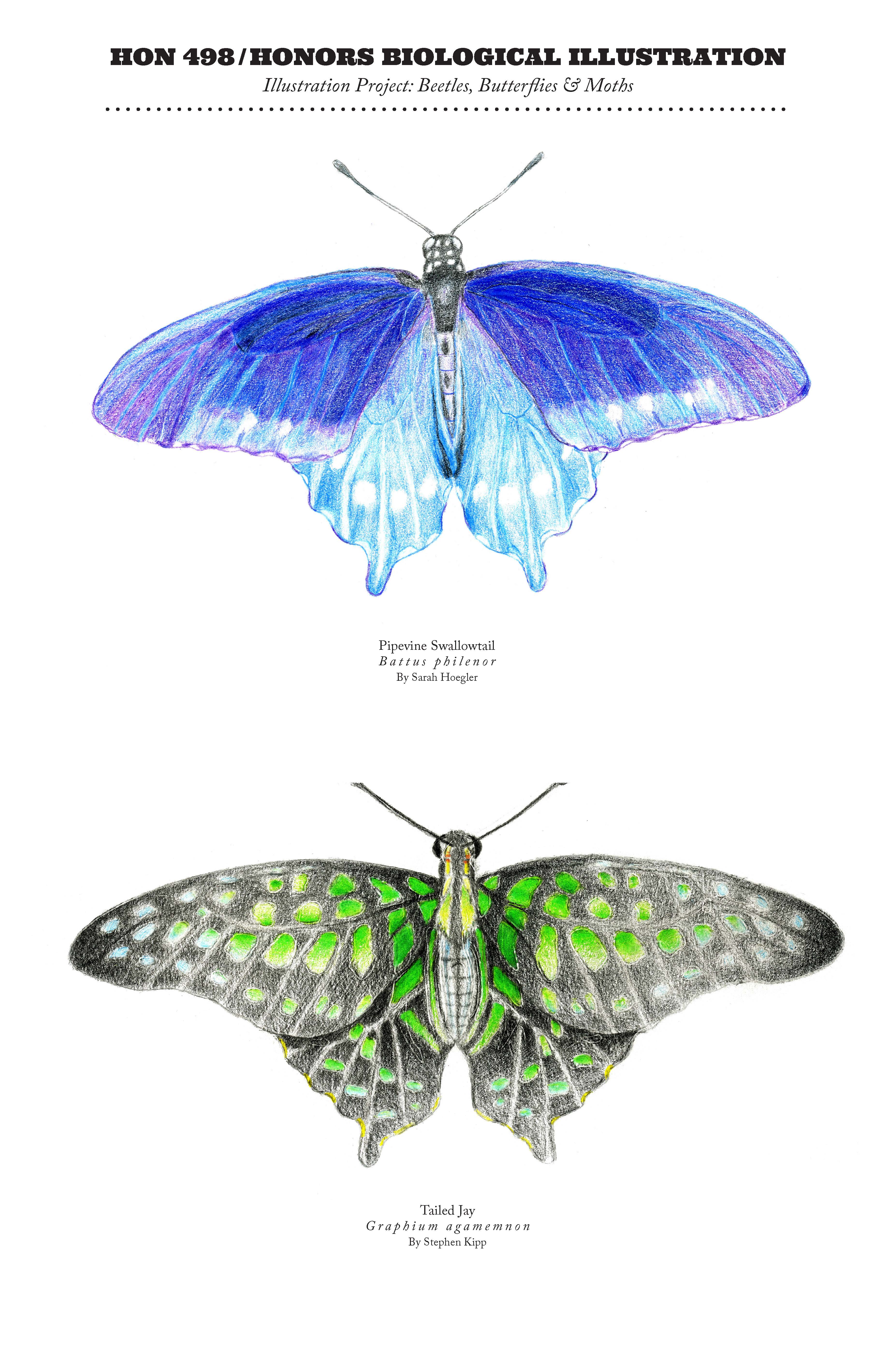 Drawings for Biological Illustration course. A blue butterfly is on the top, and a black and green butterfly is on the bottom.