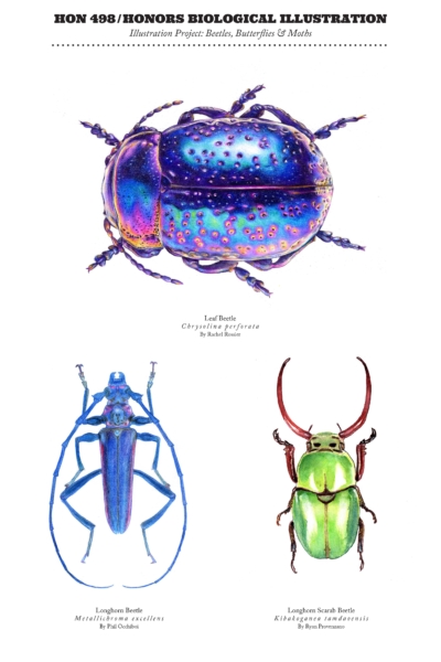 Drawings for Biological Illustration course. A purple and blue beetle with pink spots is on the top. There is a blue beetle with very long antennae on the bottom left. There is a green scarab beetle with long antennae on the bottom right.