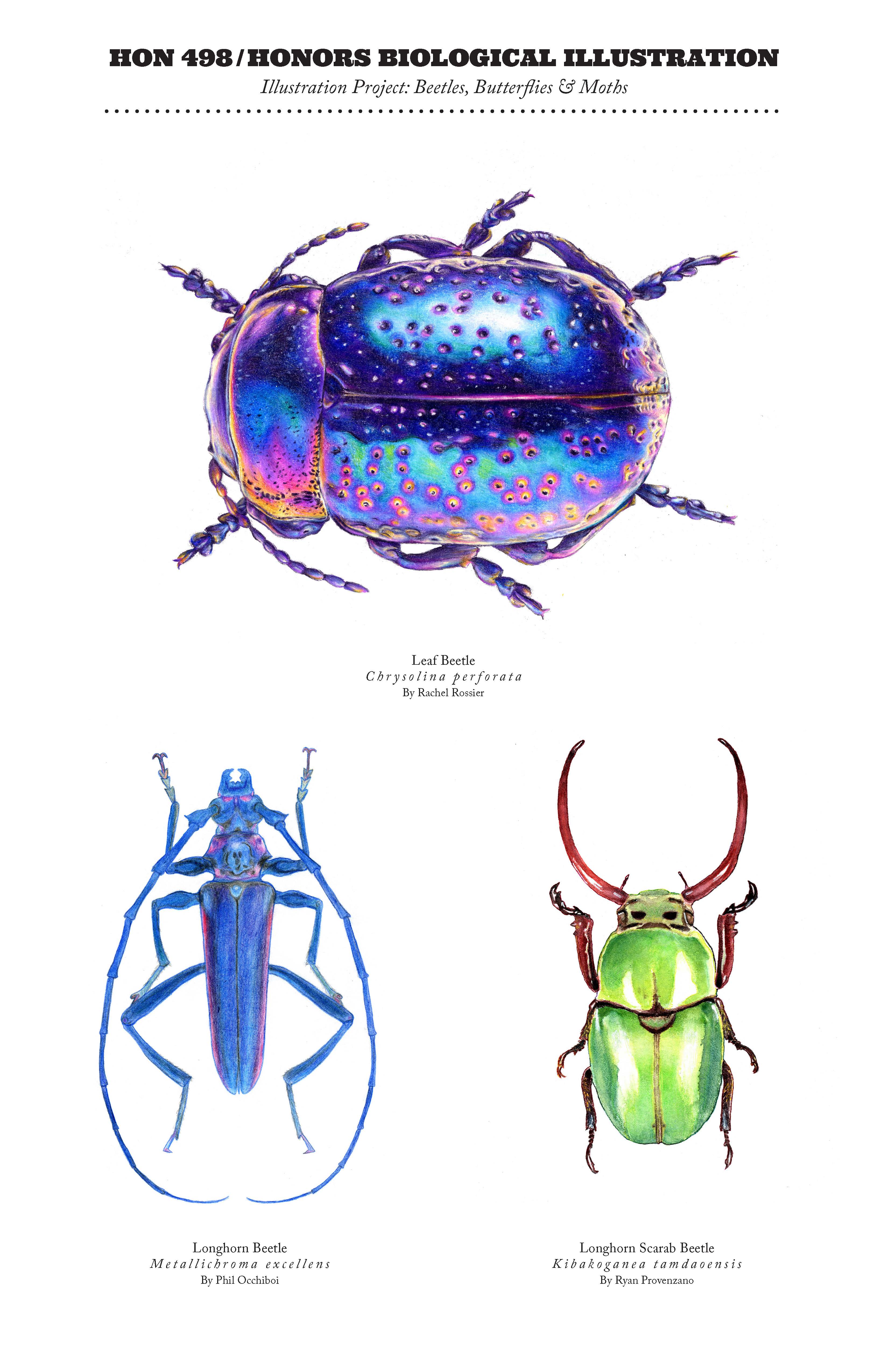 Drawings for Biological Illustration course. A purple and blue beetle with pink spots is on the top. There is a blue beetle with very long antennae on the bottom left. There is a green scarab beetle with long antennae on the bottom right.
