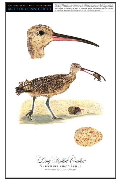 The long billed curlew has a light brown head and a mostly black body. A drawing of it eating an insect as it stands next to a crab is in the center of the page. A close up drawing of its head is above it, and its brown- and blue-speckled egg is in the bottom right corner.