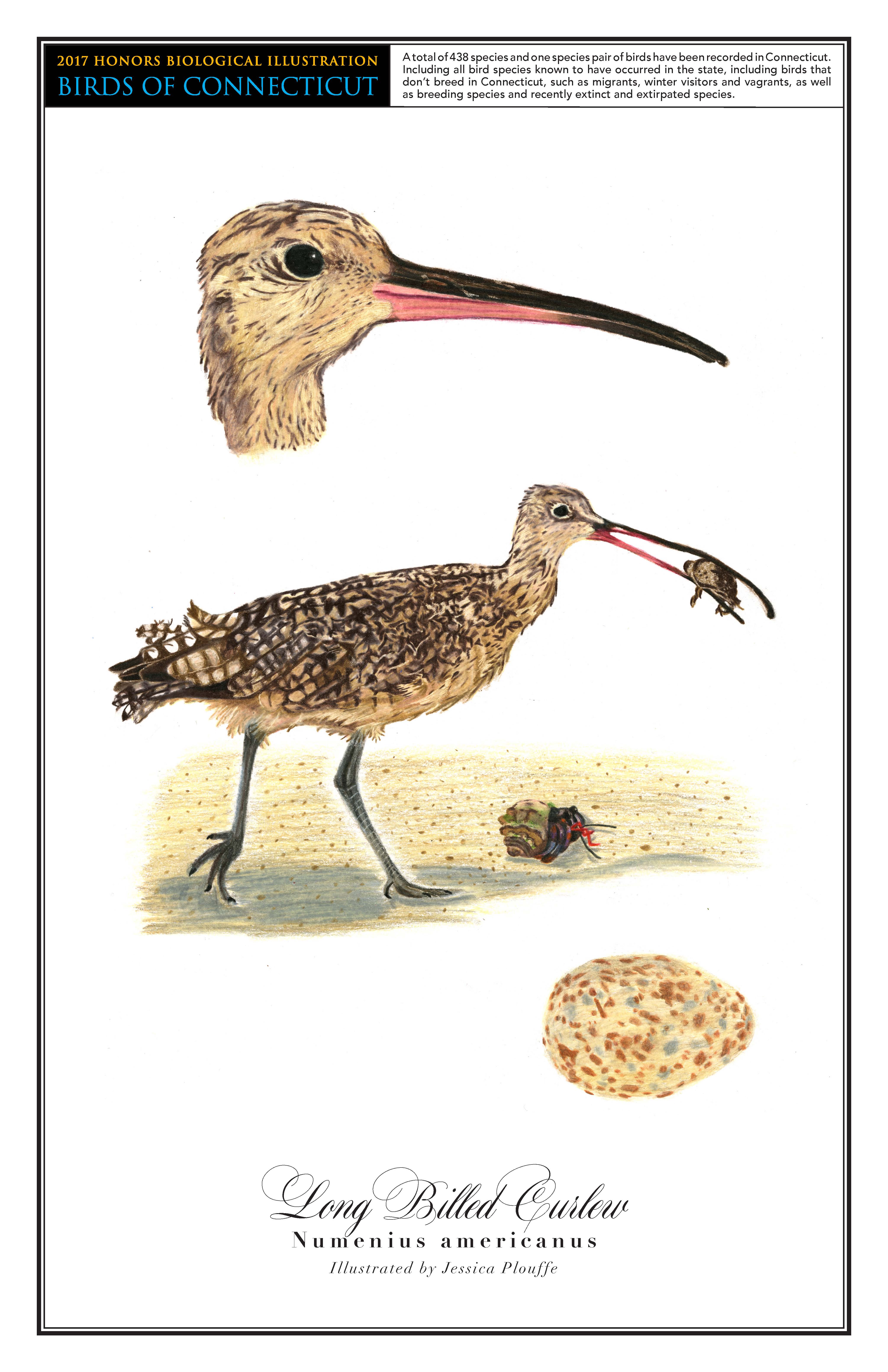 The long billed curlew has a light brown head and a mostly black body. A drawing of it eating an insect as it stands next to a crab is in the center of the page. A close up drawing of its head is above it, and its brown- and blue-speckled egg is in the bottom right corner.