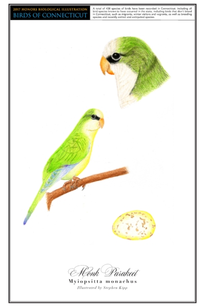The monk parakeet has a yellow front and a green back with a black stripe across its eye. A drawing of it perched on a branch is on the middle left. In the top right is a close up drawing of its head, and a drawing of its yellow egg speckled brown is in the bottom right.