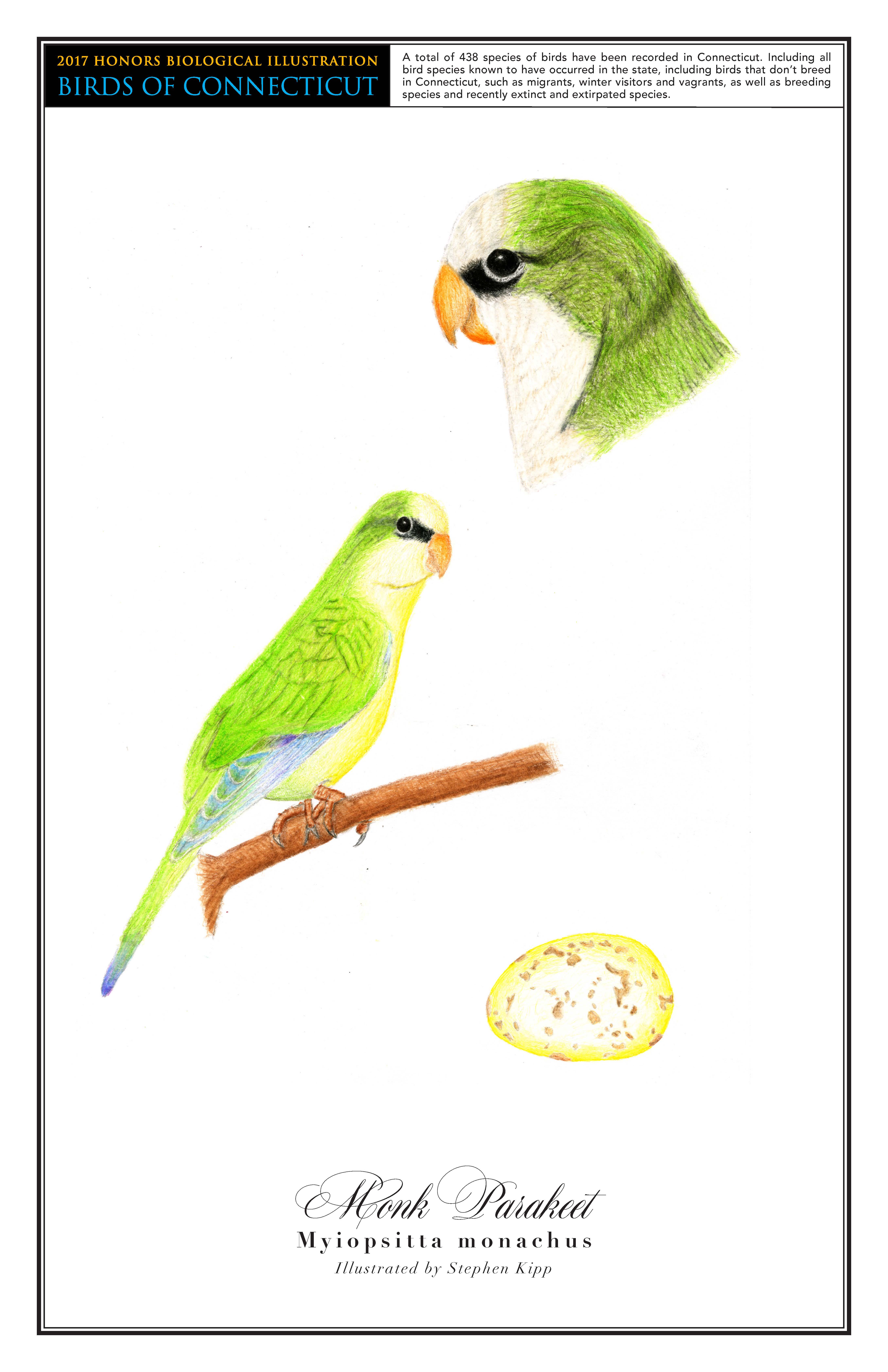 The monk parakeet has a yellow front and a green back with a black stripe across its eye. A drawing of it perched on a branch is on the middle left. In the top right is a close up drawing of its head, and a drawing of its yellow egg speckled brown is in the bottom right.