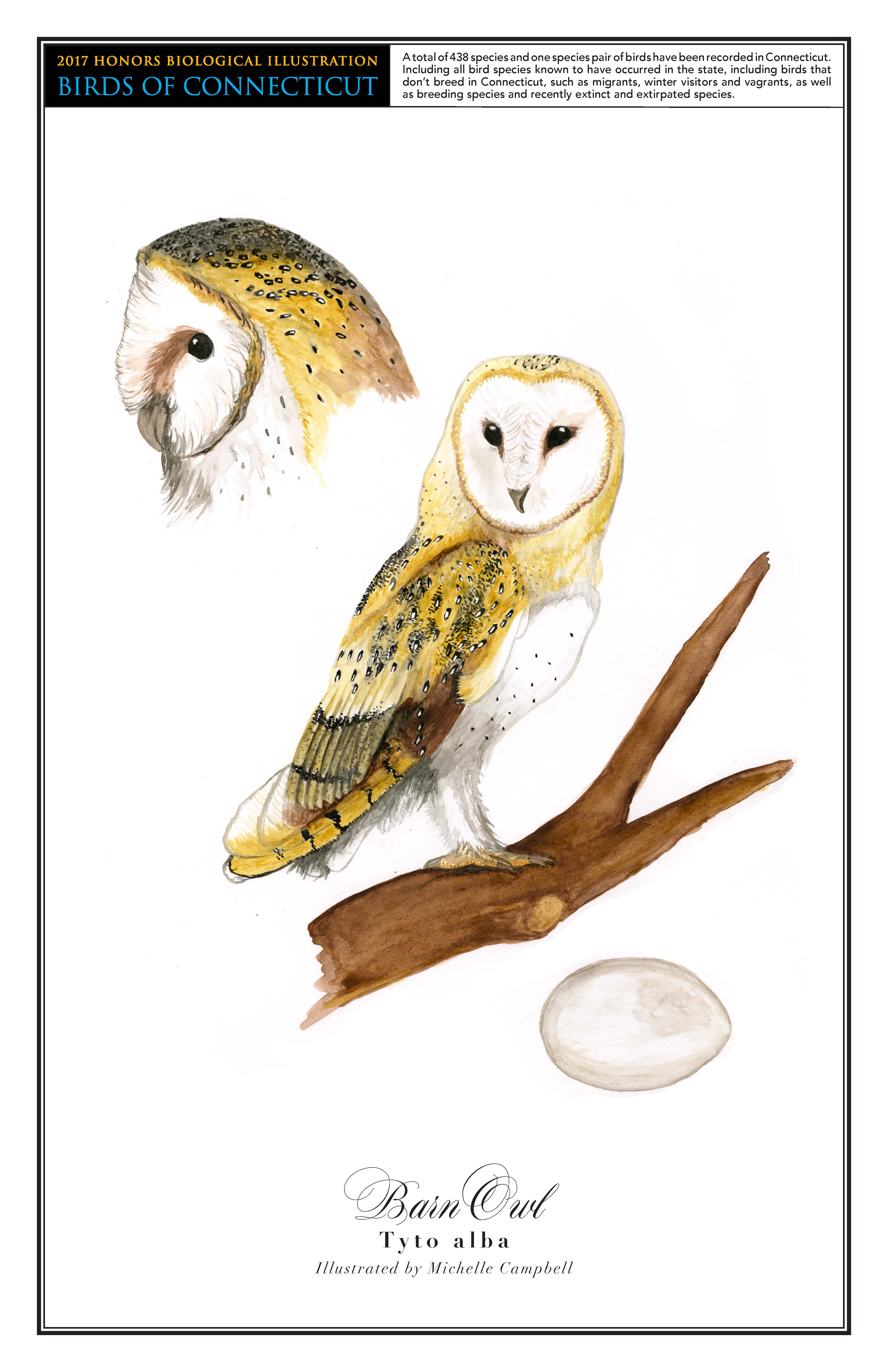 The barn owl has a white face and mostly tan body. A drawing of it perched on a thick branch is in the center of the page. Below that is a drawing of its white egg. In the top left corner is a close up drawing of its head turned to the right.