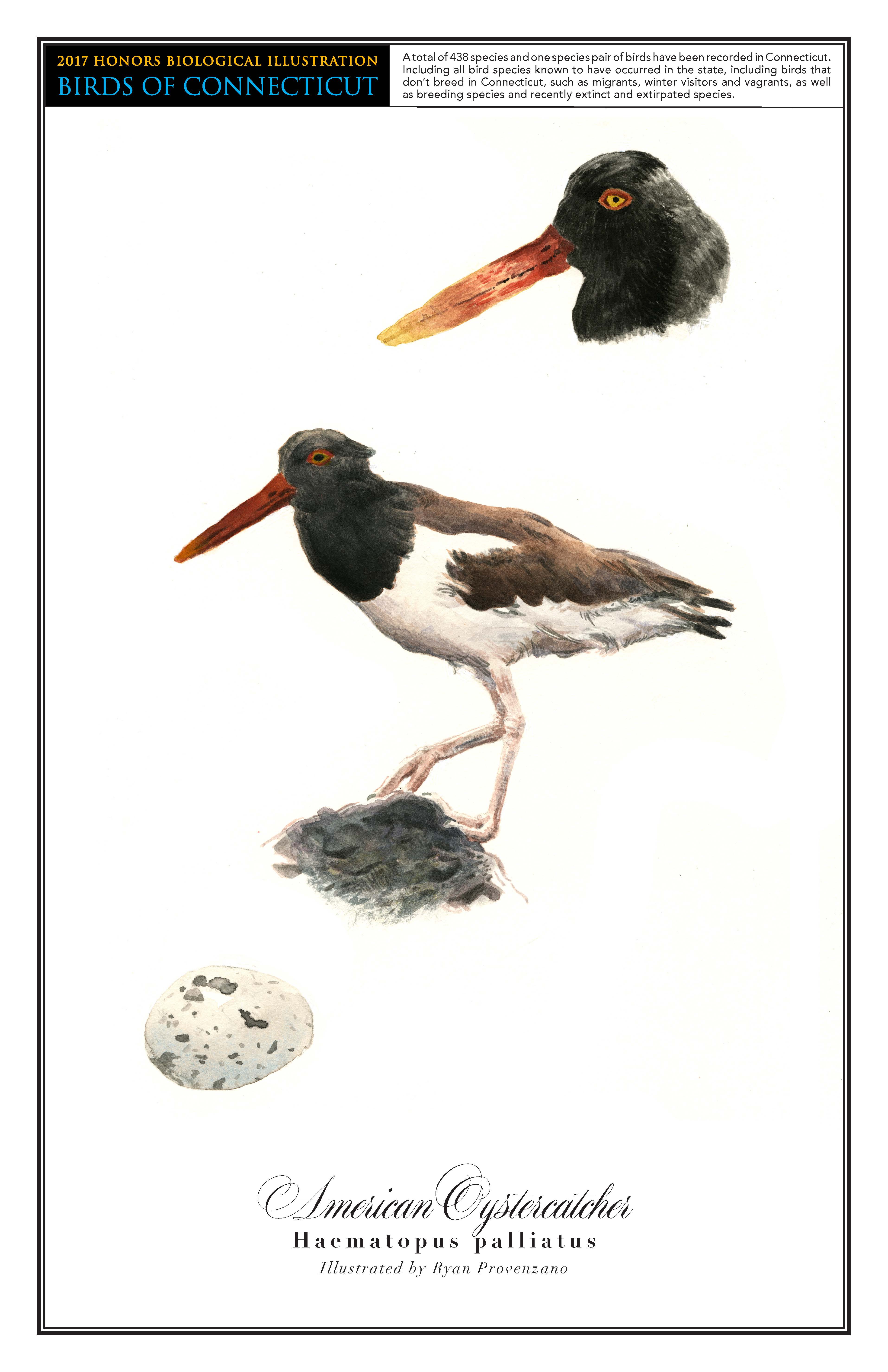 The American oystercatcher has a black head, a brown back, and a white underbelly. A drawing of it standing on a rock is in the center of the page. A close up drawing of its head is in the top right corner, and a drawing of its gray-speckled egg is in the bottom left.