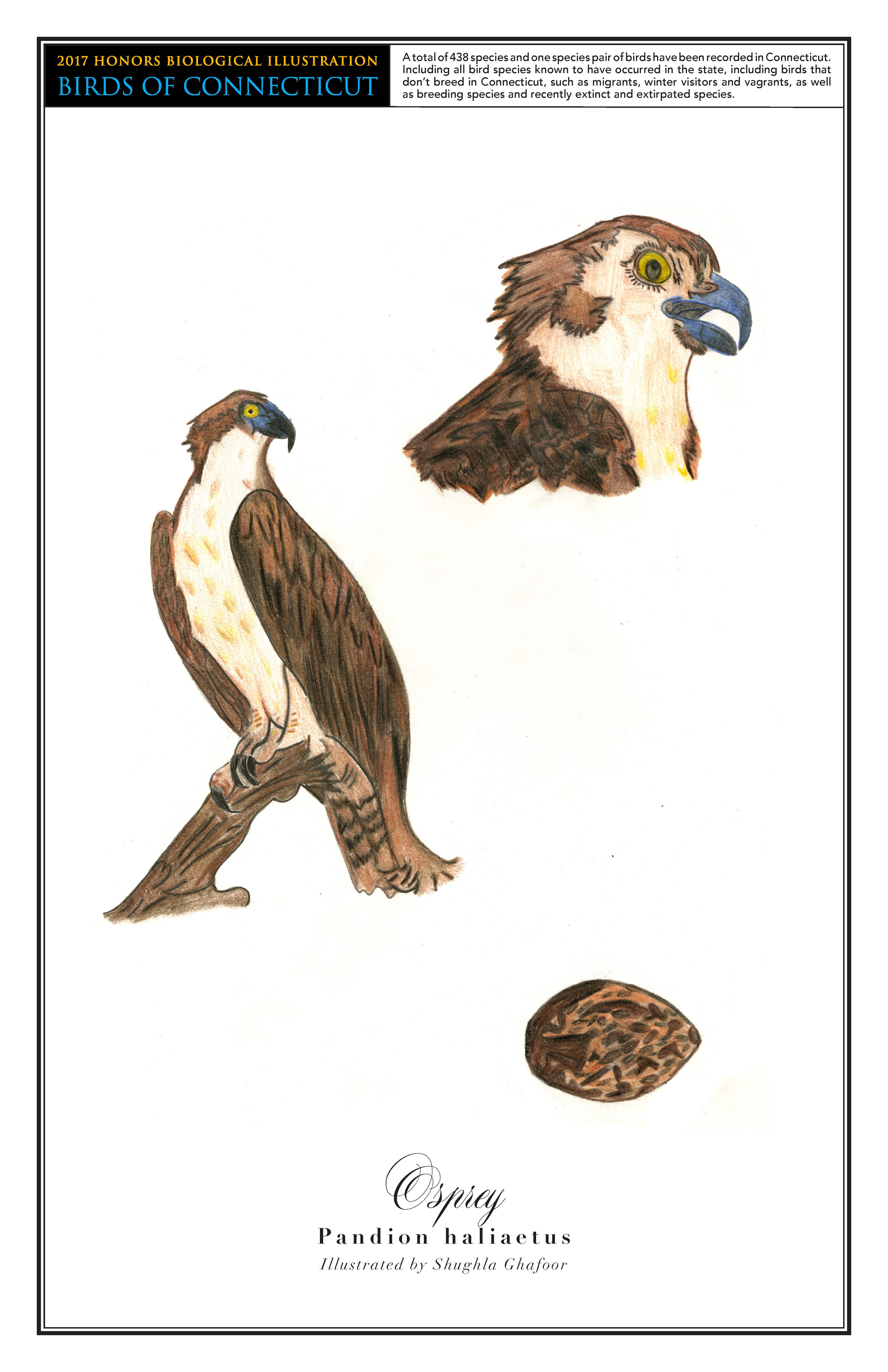 The osprey has a brown head and back and a white underbelly. A drawing of its perched on a branch is on the left. In the top right is a close up drawing of its head, and a drawing of its brown head is on the bottom right.
