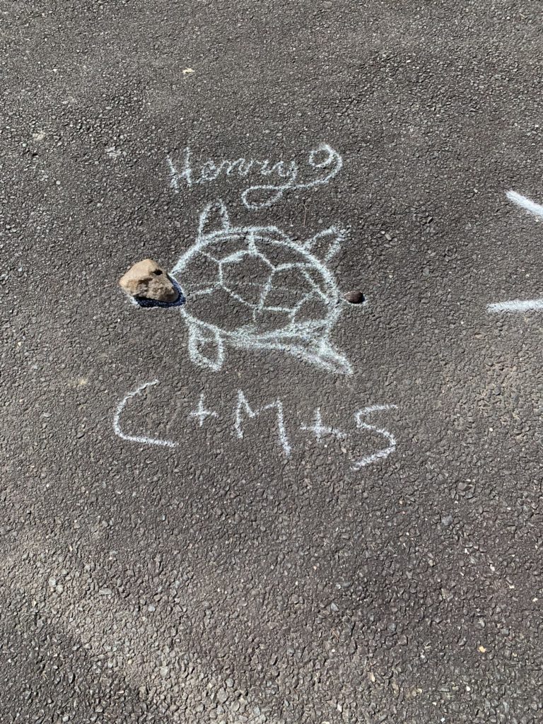 A turtle drawn with chalk. Someone put a rock where its head would be and a little pebble by its tail. The name "Henry" is written above the turtle in cursive, and the art is signed "C + M + S."